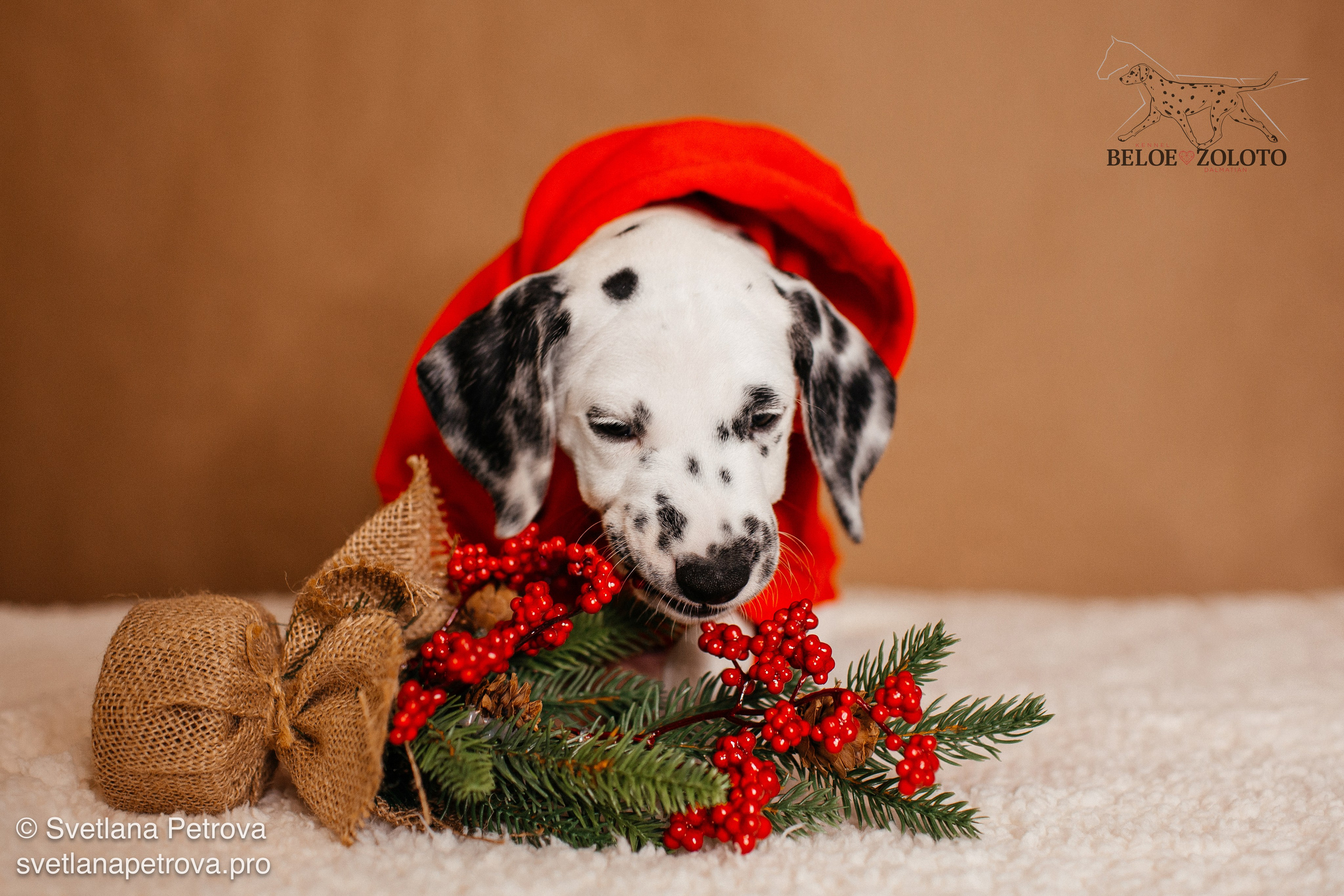 Фотограф Светлана Петрова