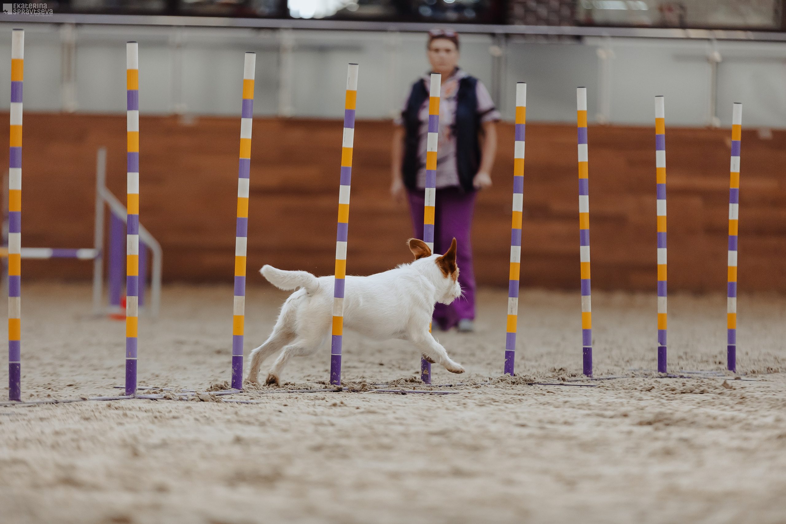 ЧРКФ Аджилити в Максима. Фотограф Анималист Екатерина Справцева в Нижнем Новгороде