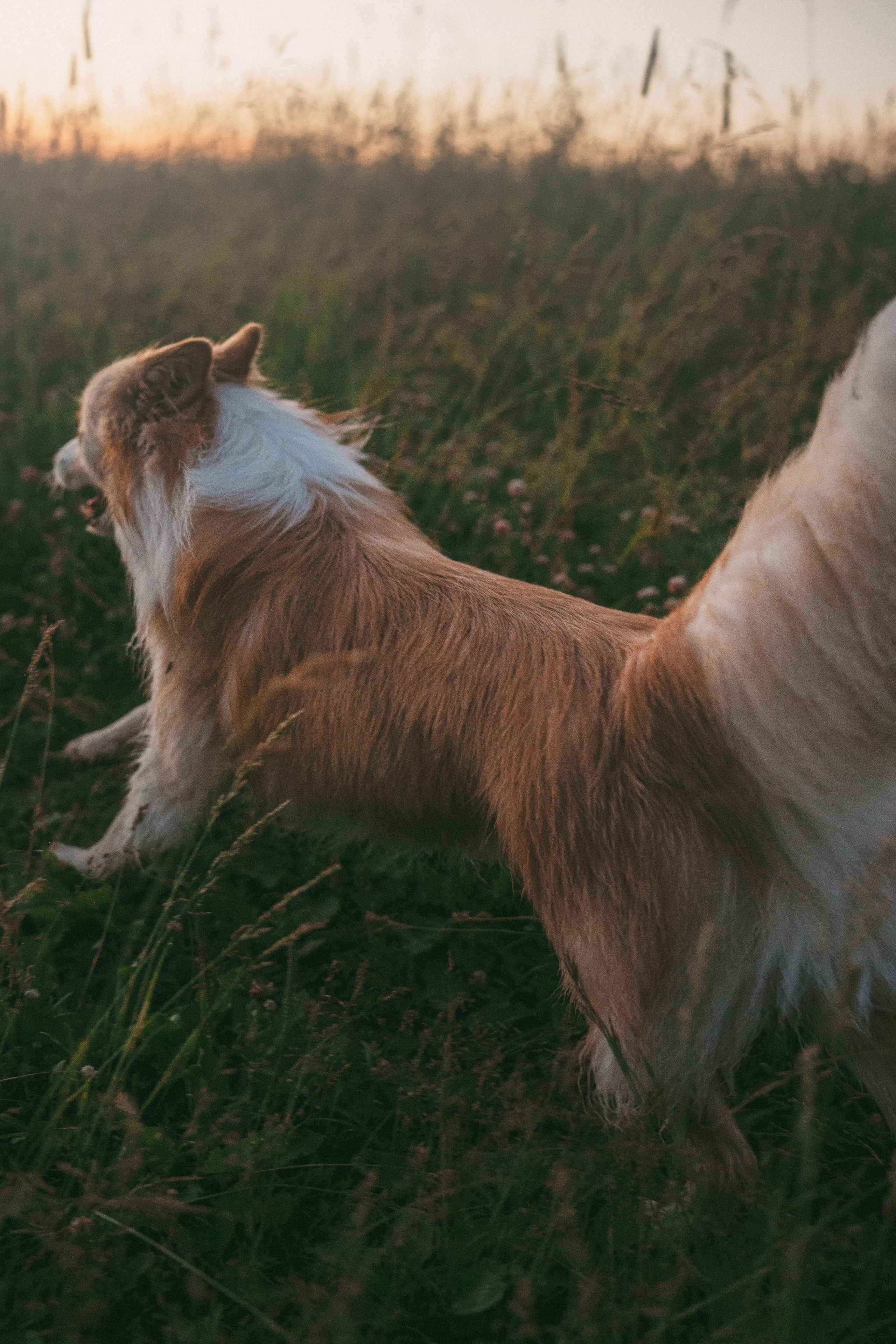 Рина и Марси. Фотограф анималист в Москве и Санкт-Петербурге Свиридова Анна