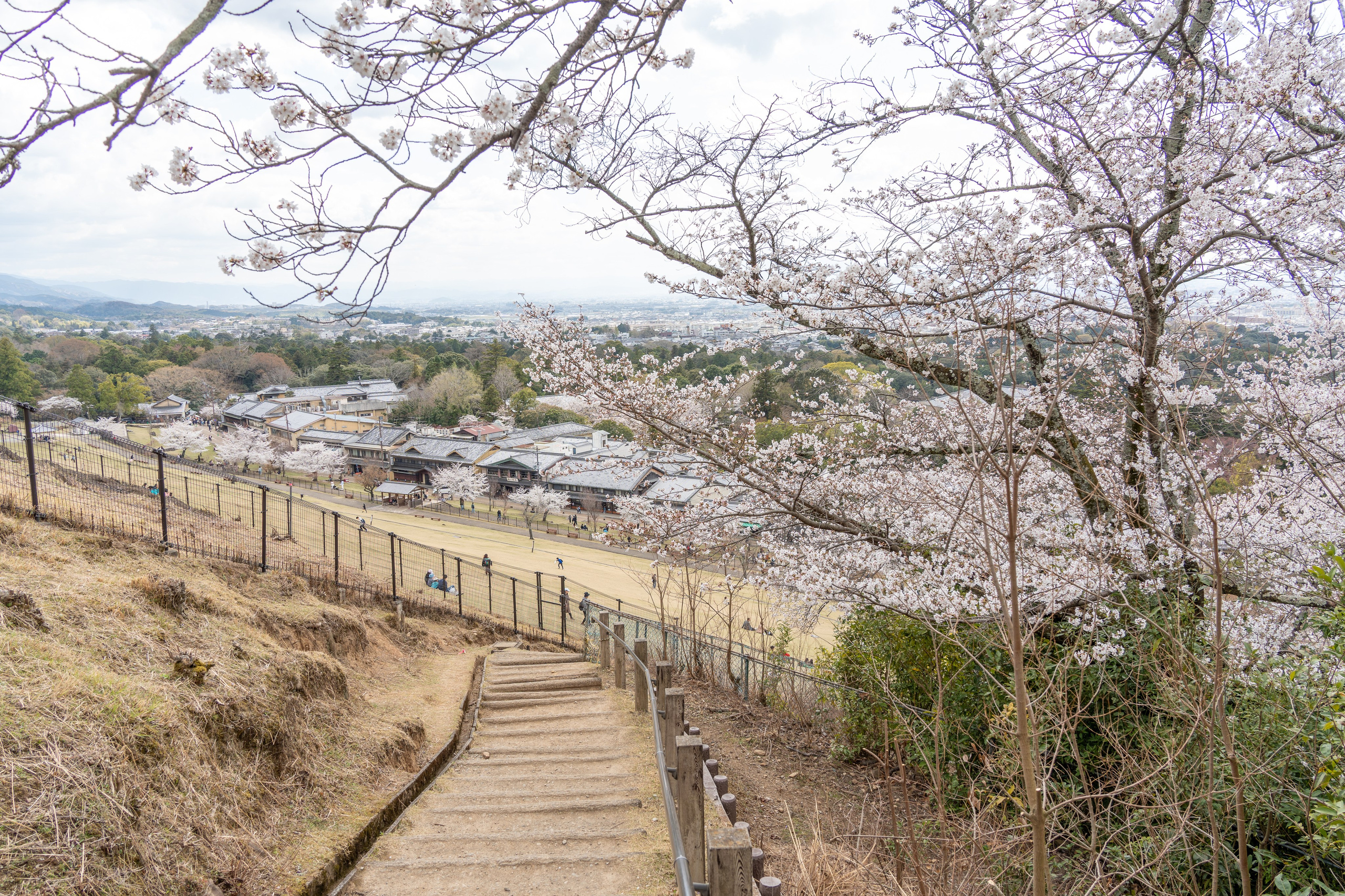 Япония, сакура. Творческие сьемки