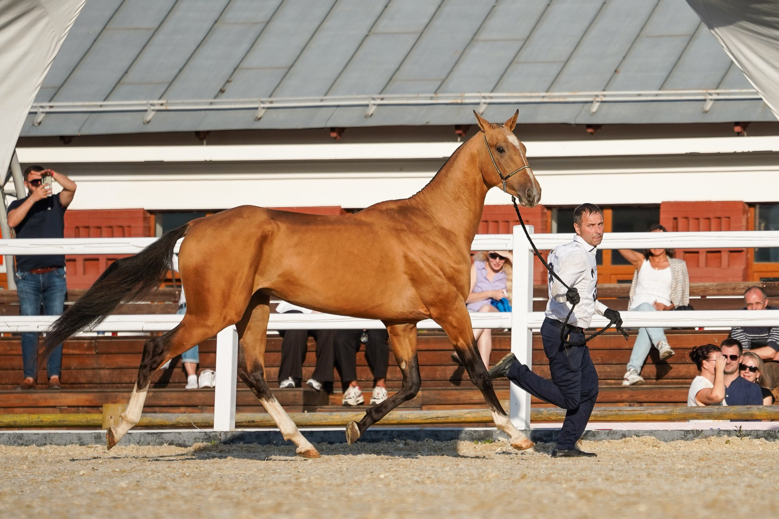 Чемпионат лошадей чистокровной ахалтекинской породы «КУБОК РОССИИ — 2024». Фотограф-анималист, портретный фотограф в Чебоксарах Мария Садыкова