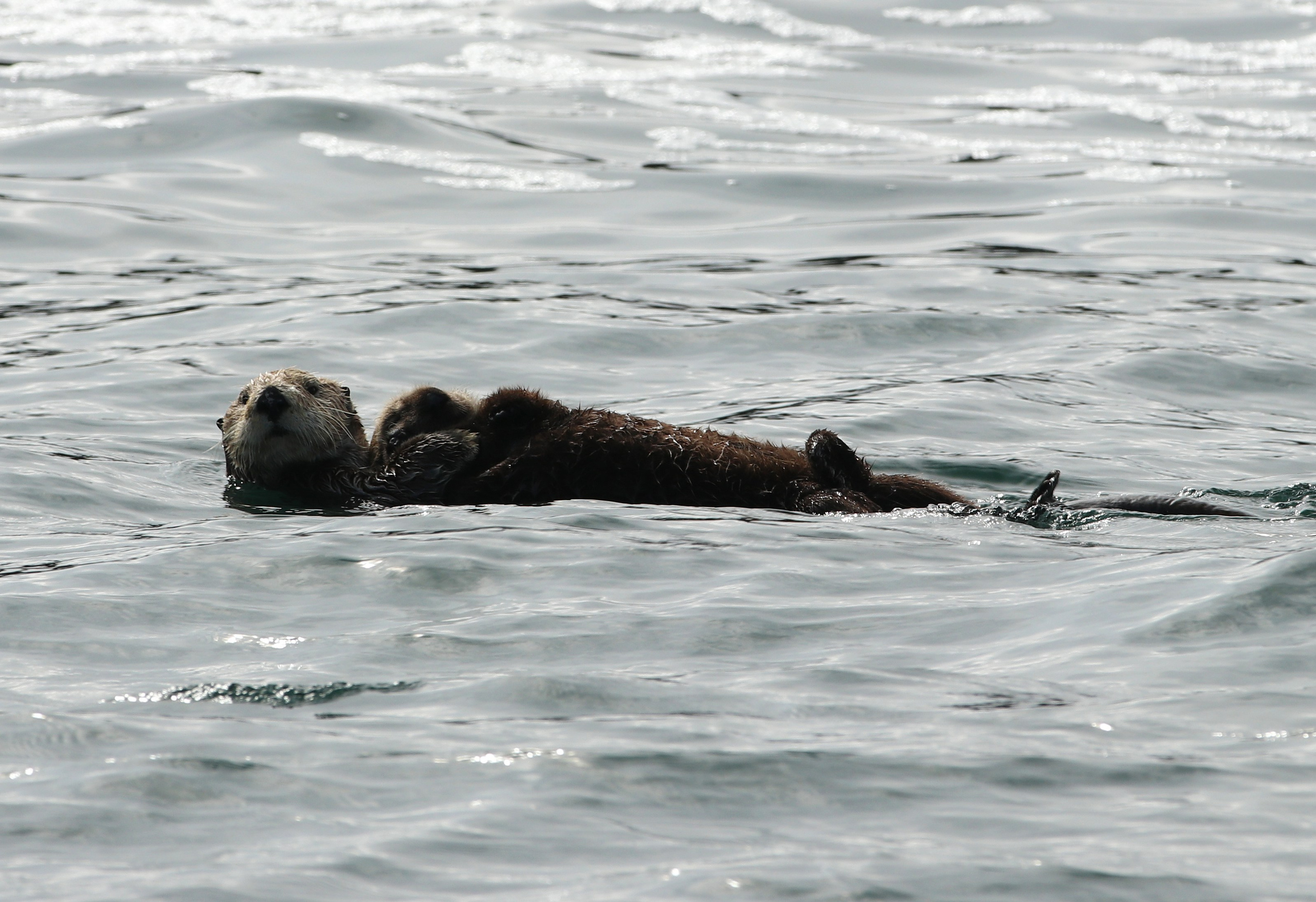 Камчатка и о. Парамушир. Июль 2024. Путешественник-фотограф из Санкт-Петербурга Татьяна Свистулина