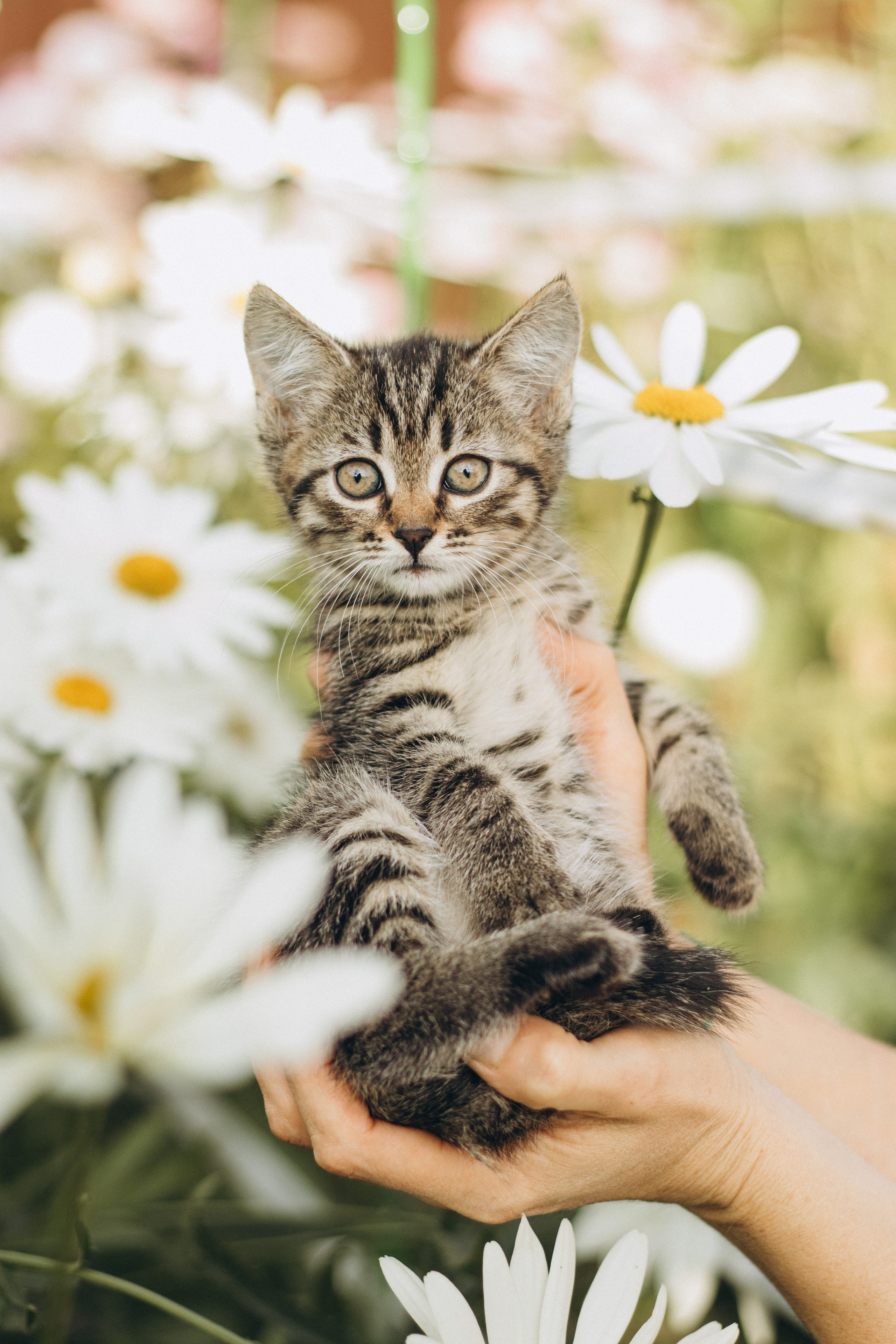 Котики. Фотограф в Москве (анималистика, коммерция, репортаж, спорт)