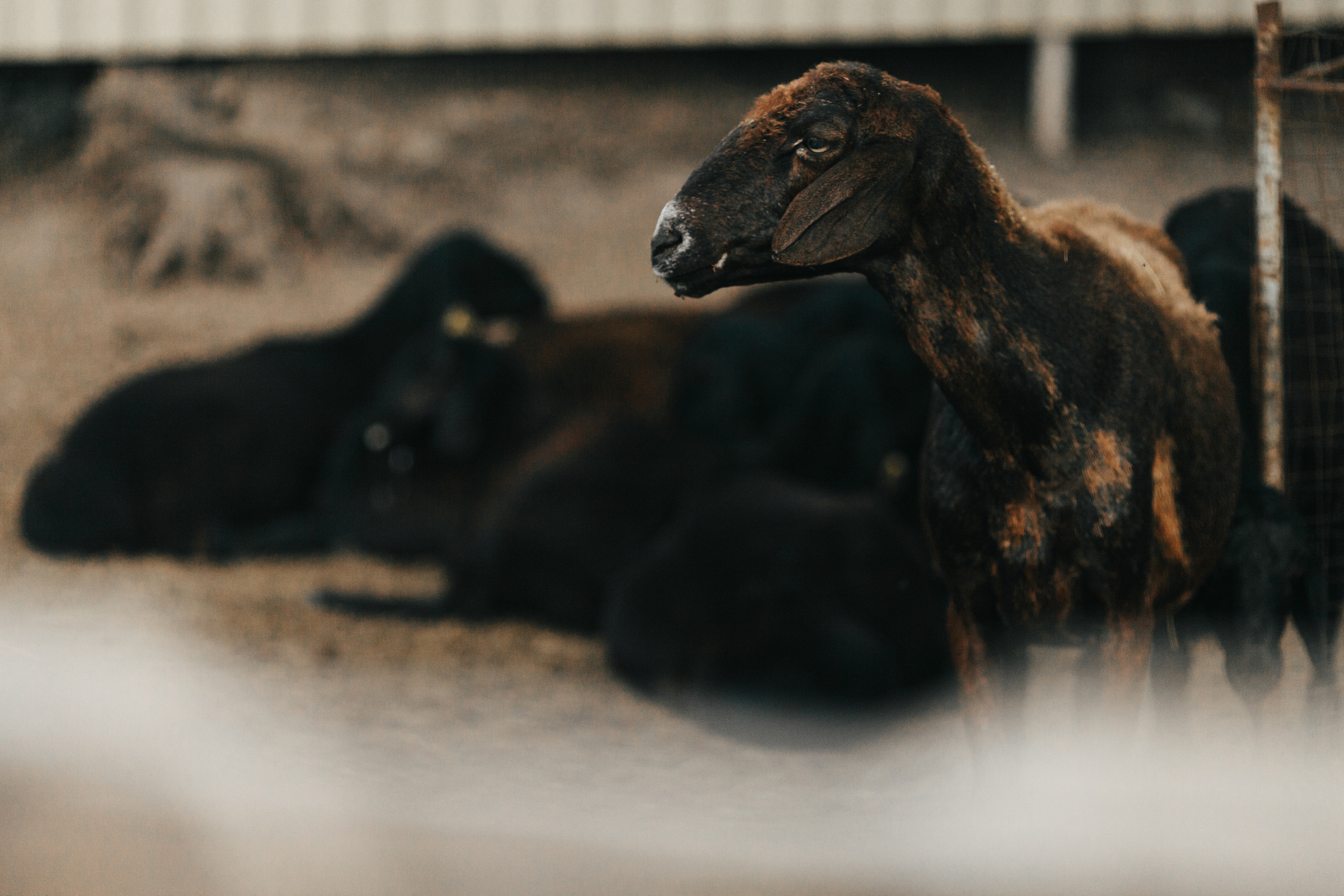 Однажды летом. Семейный и детский фотограф в Ростовской области Новикова Ирина мастер