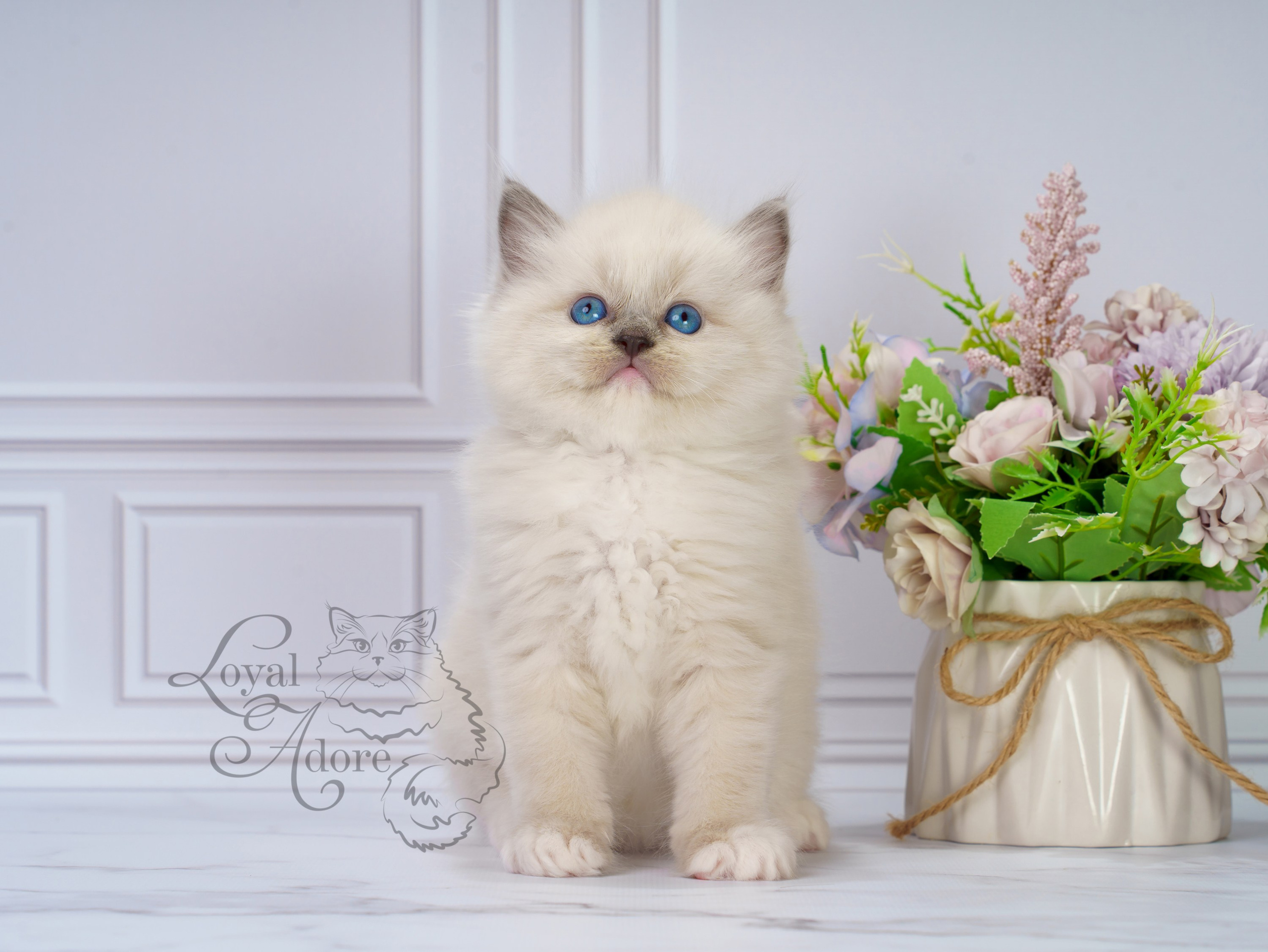 Котята рэгдолл от Loyal Adore. Питомник рэгдолл Loyal Adore