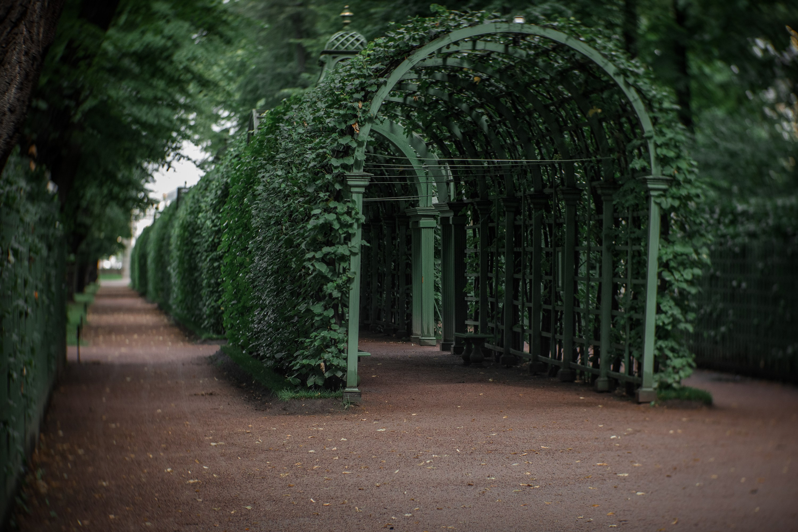 «Летний сад- моими глазами…». Туманов Виталий — фотограф Москва