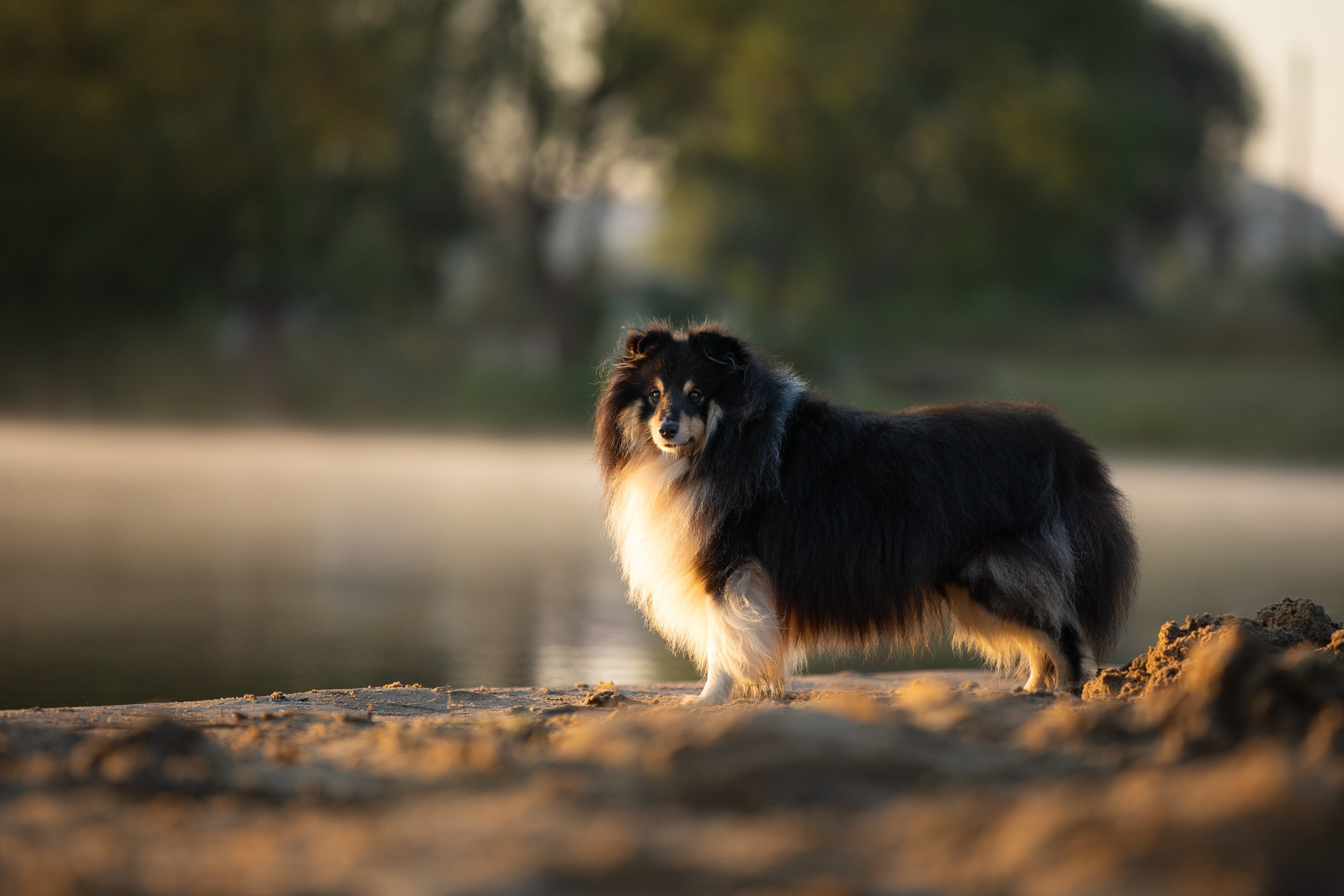 Съемка с шелти на рассвете на песчаном карьере. Фотограф-анималист в Москве и Московской области Татьяна Фролова