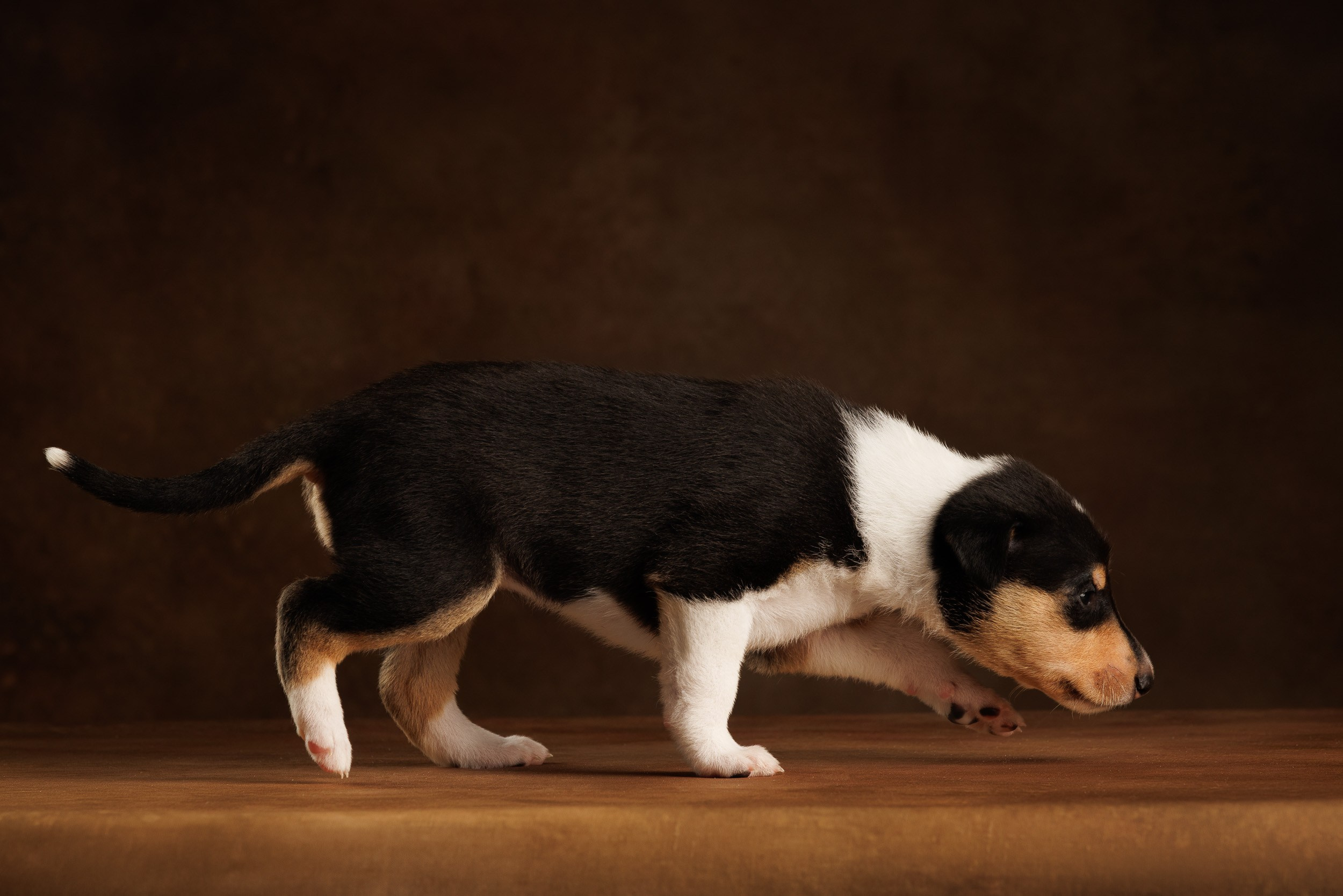 Триколор на коричневом. Фотограф-анималист в Москве и Московской области Татьяна Фролова