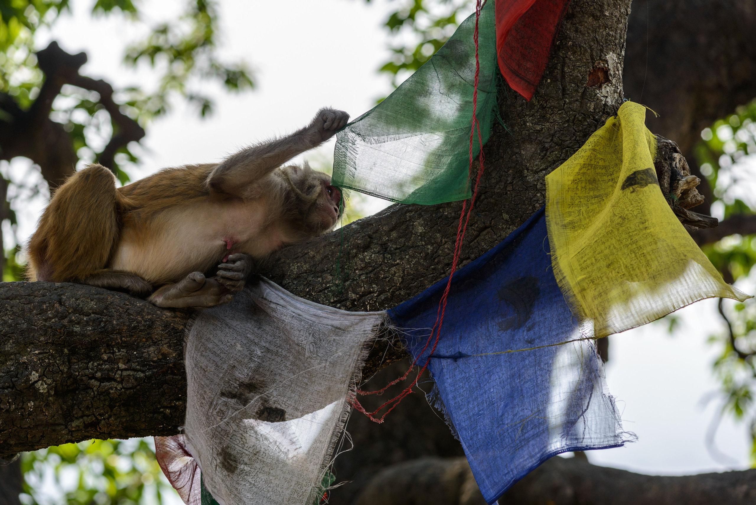 Обитель снегов. Пейзажный фотограф Сергей Пестерев. Фото природы