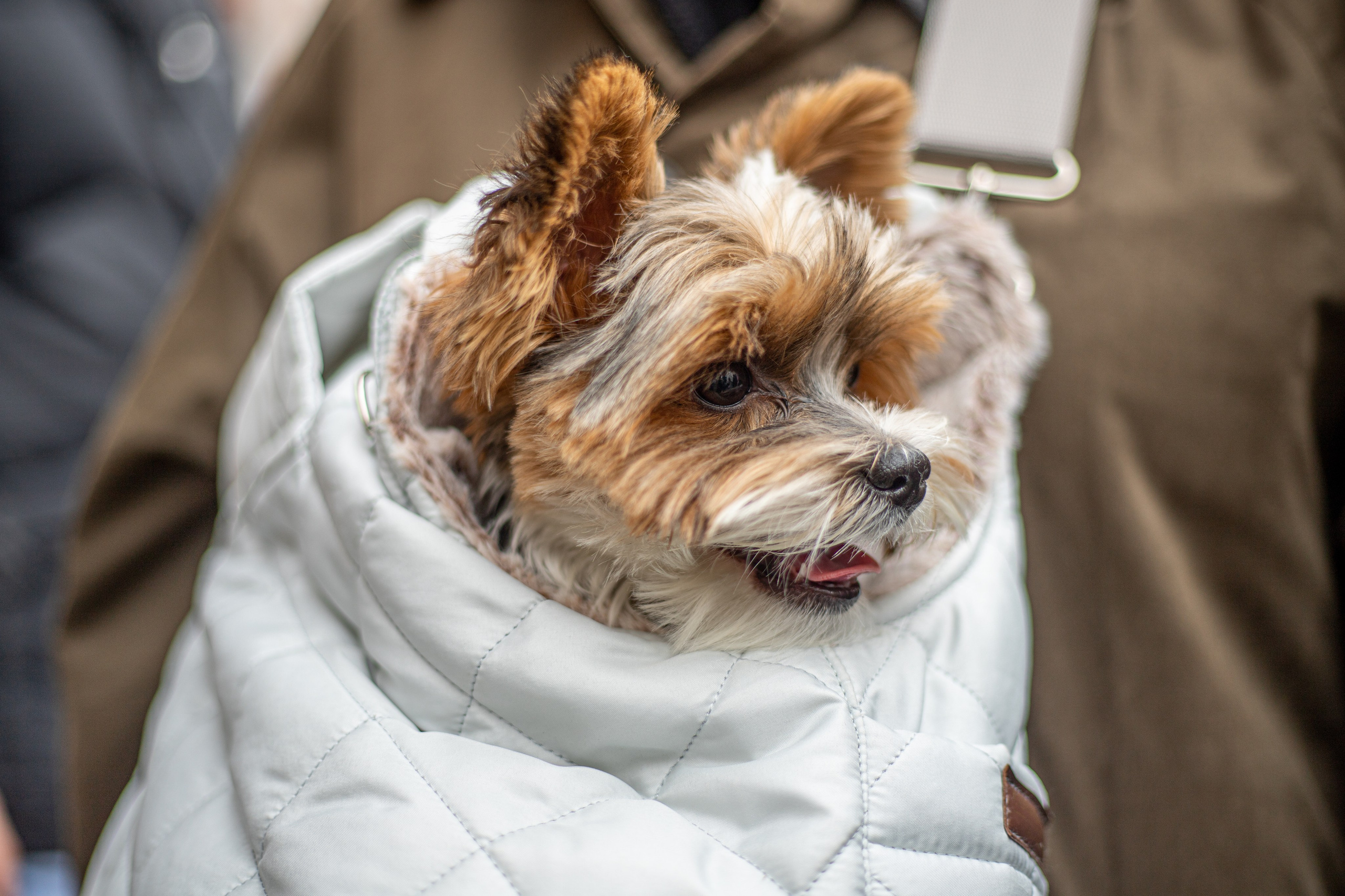 Домашние питомцы. Фотосессии с лошадьми в Москве и МО