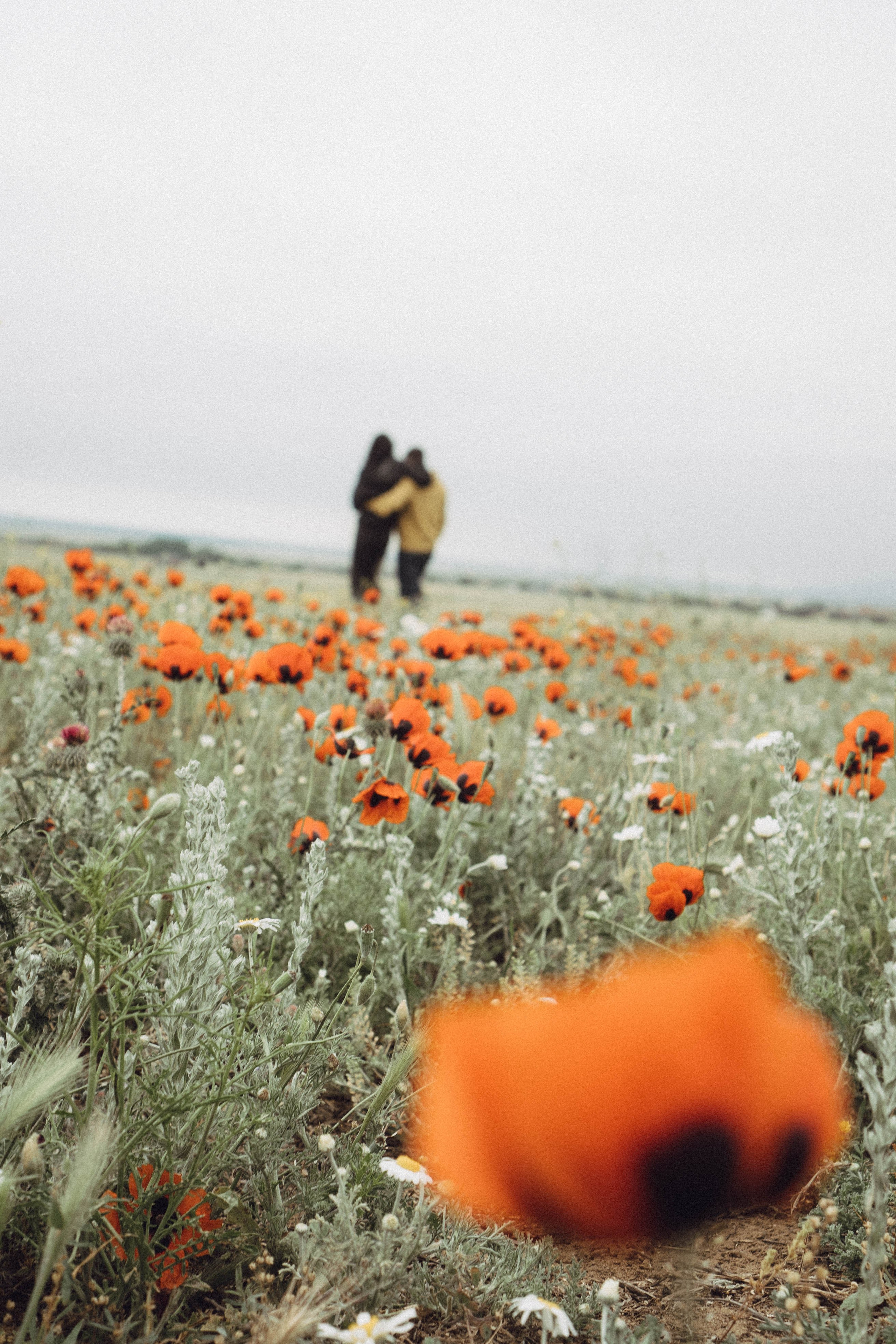 Любовь в маковом поле. Профессиональный фотограф, Санкт-Петербург — Виктория Богомолова