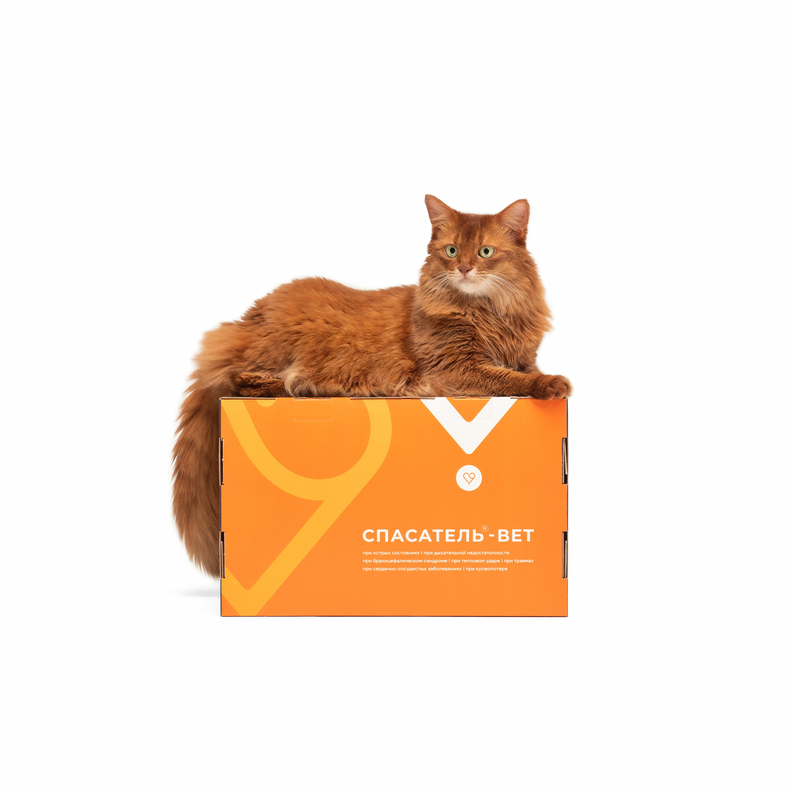 Рекламная съёмка. Фотограф животных и людей в Санкт-Петербурге Дарья Быстрицкая