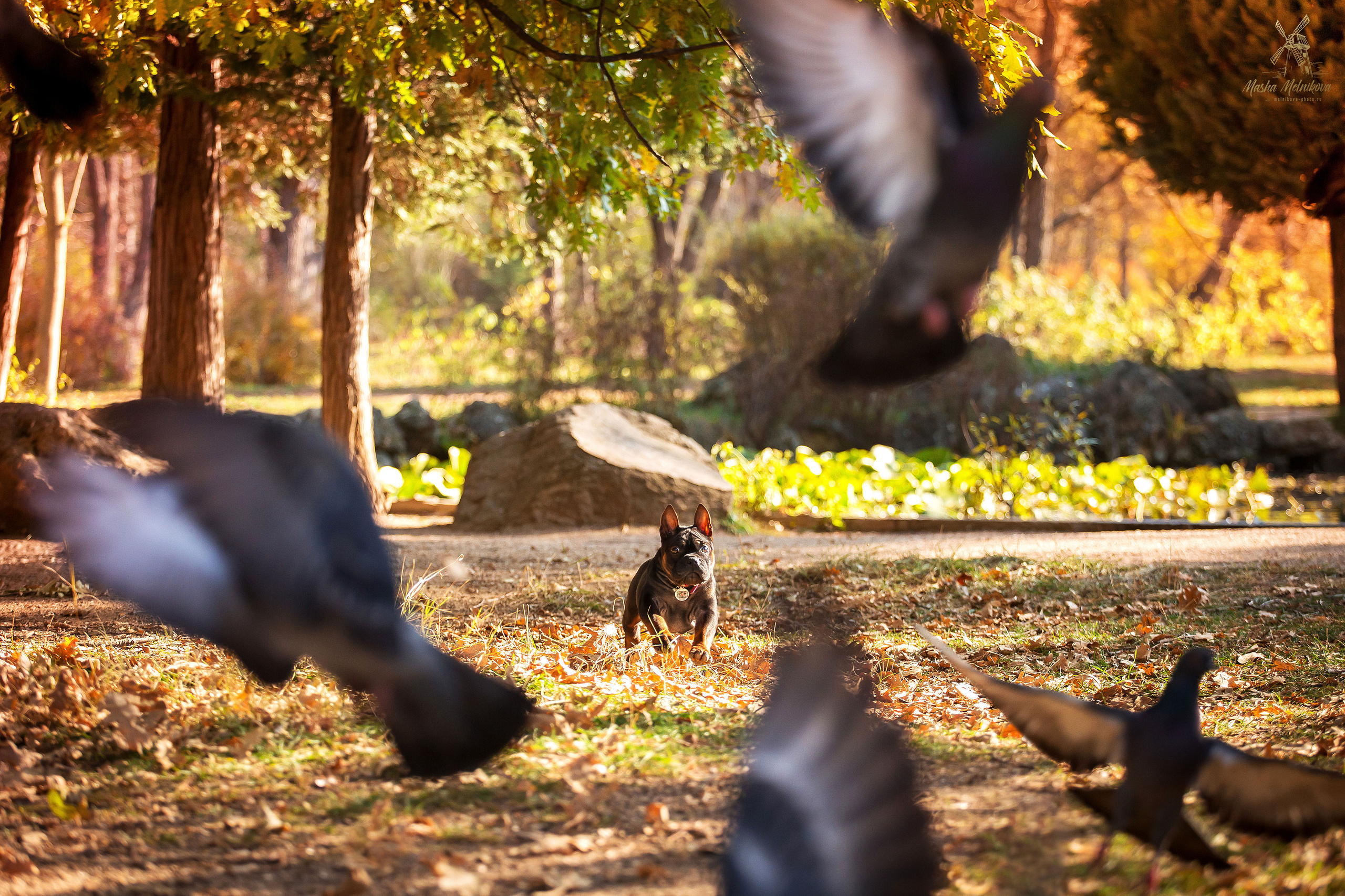 Фотосъёмка щенков. Фотограф-анималист в Краснодаре Маша Мельникова