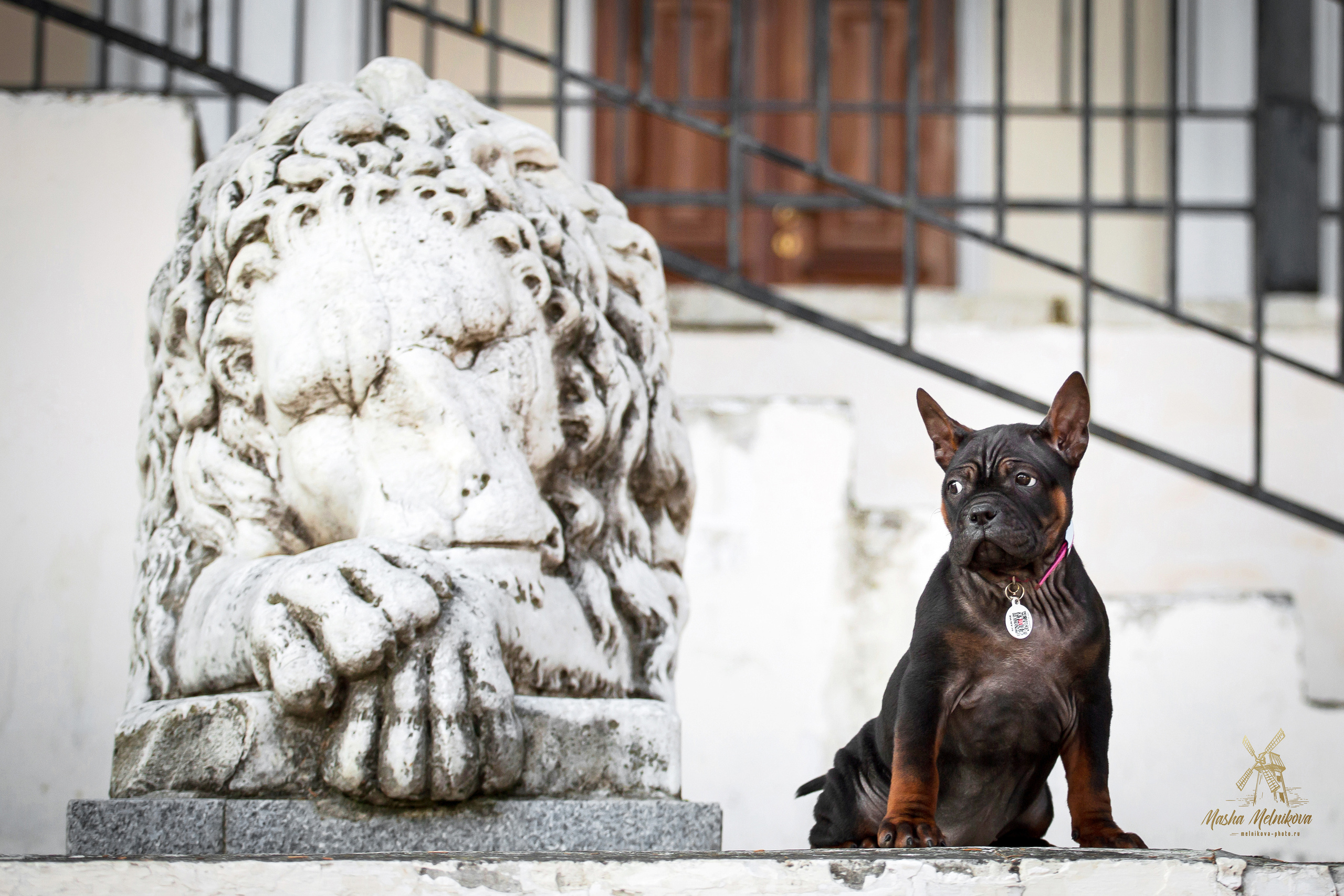 Фотосъёмка щенков. Фотограф-анималист в Краснодаре Маша Мельникова