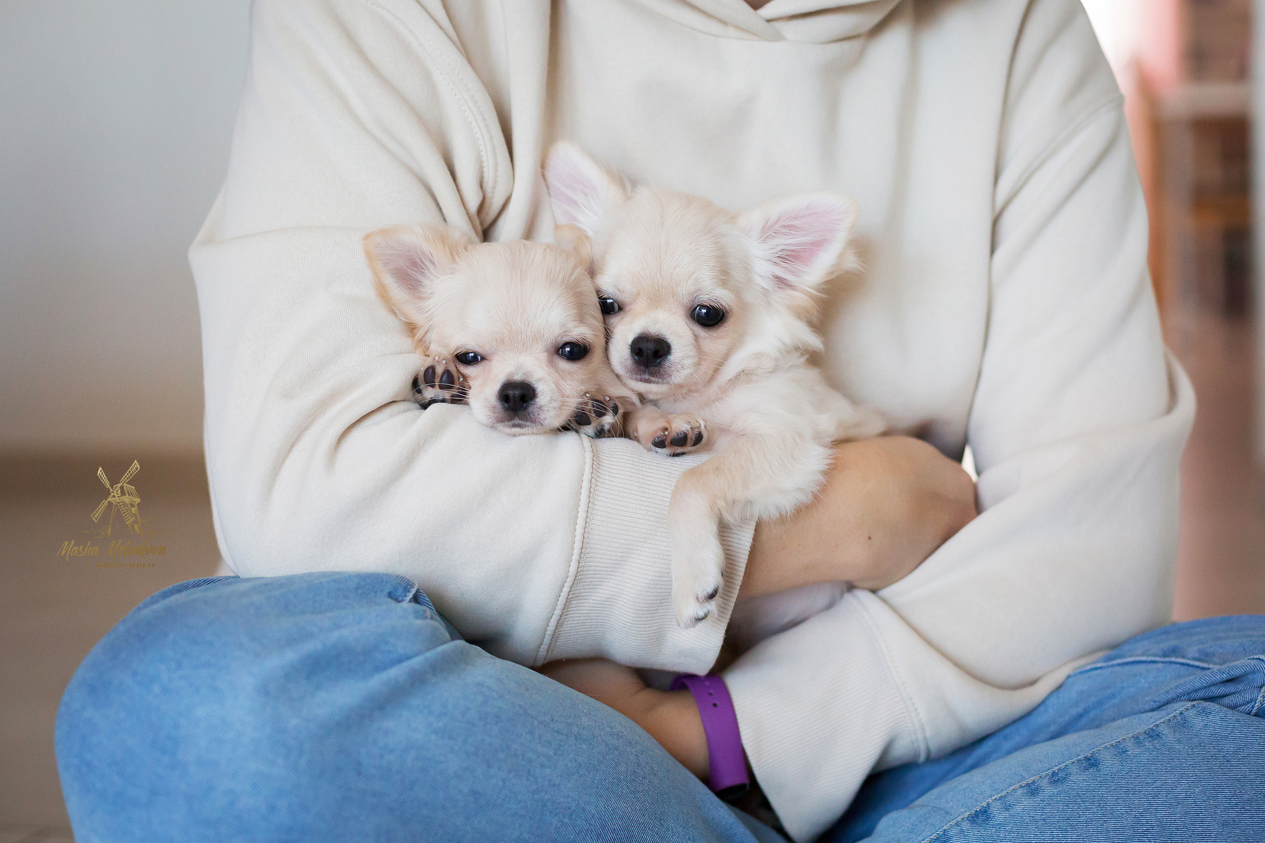 Фотосъёмка щенков. Фотограф-анималист в Краснодаре Маша Мельникова