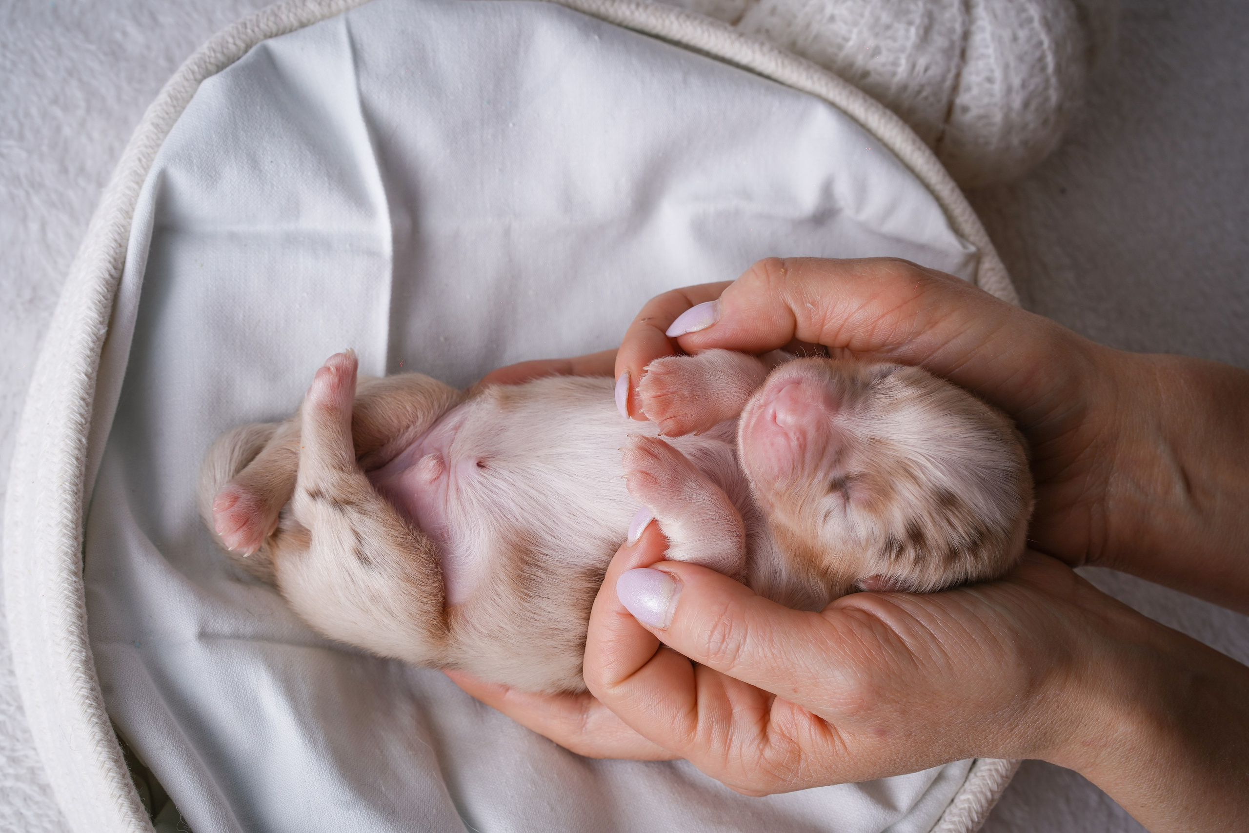 Щенули аусси. Фотограф-анималист в Санкт-Петербурге Яна Мартынова