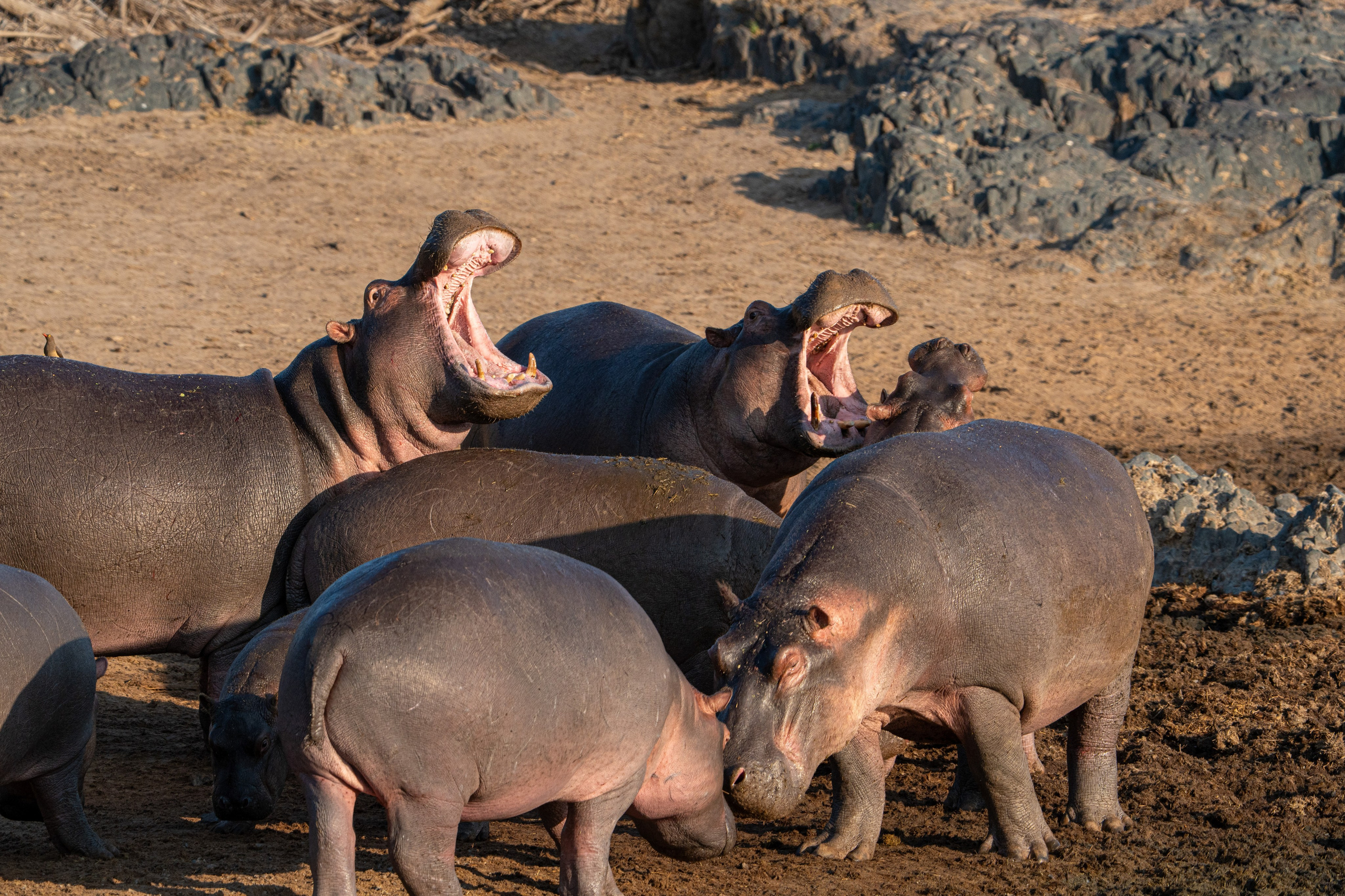 Танзания, сафари, 2025. Творческие сьемки