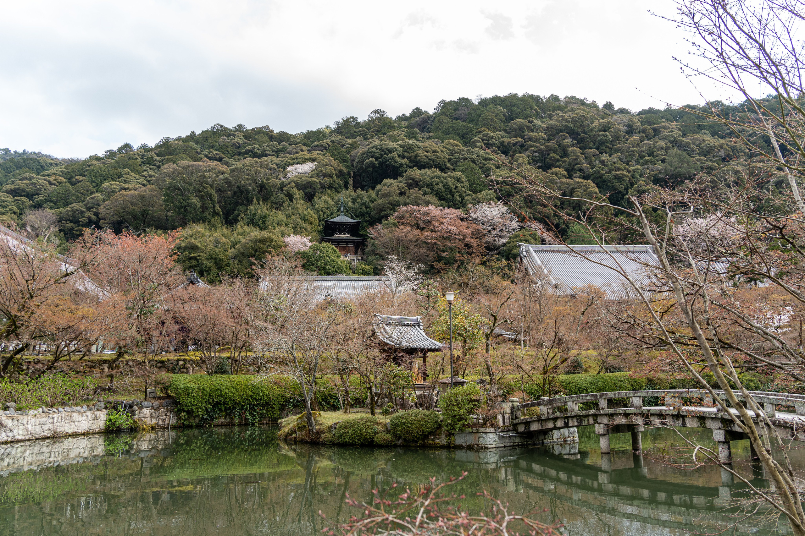 Япония, сакура. Творческие сьемки