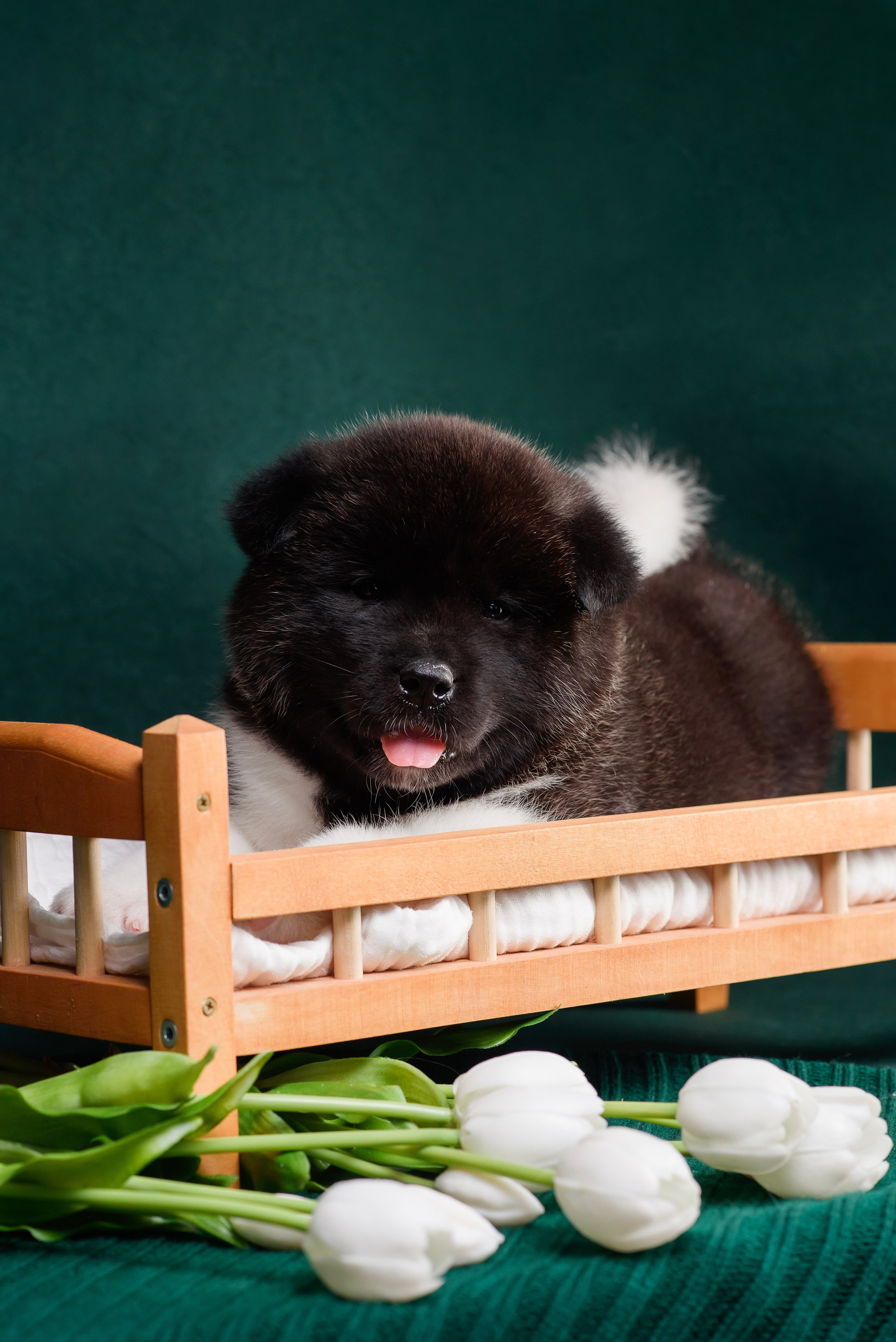 Щенки Американской Акиты. Фотограф — Анималист | Анна Абрамова