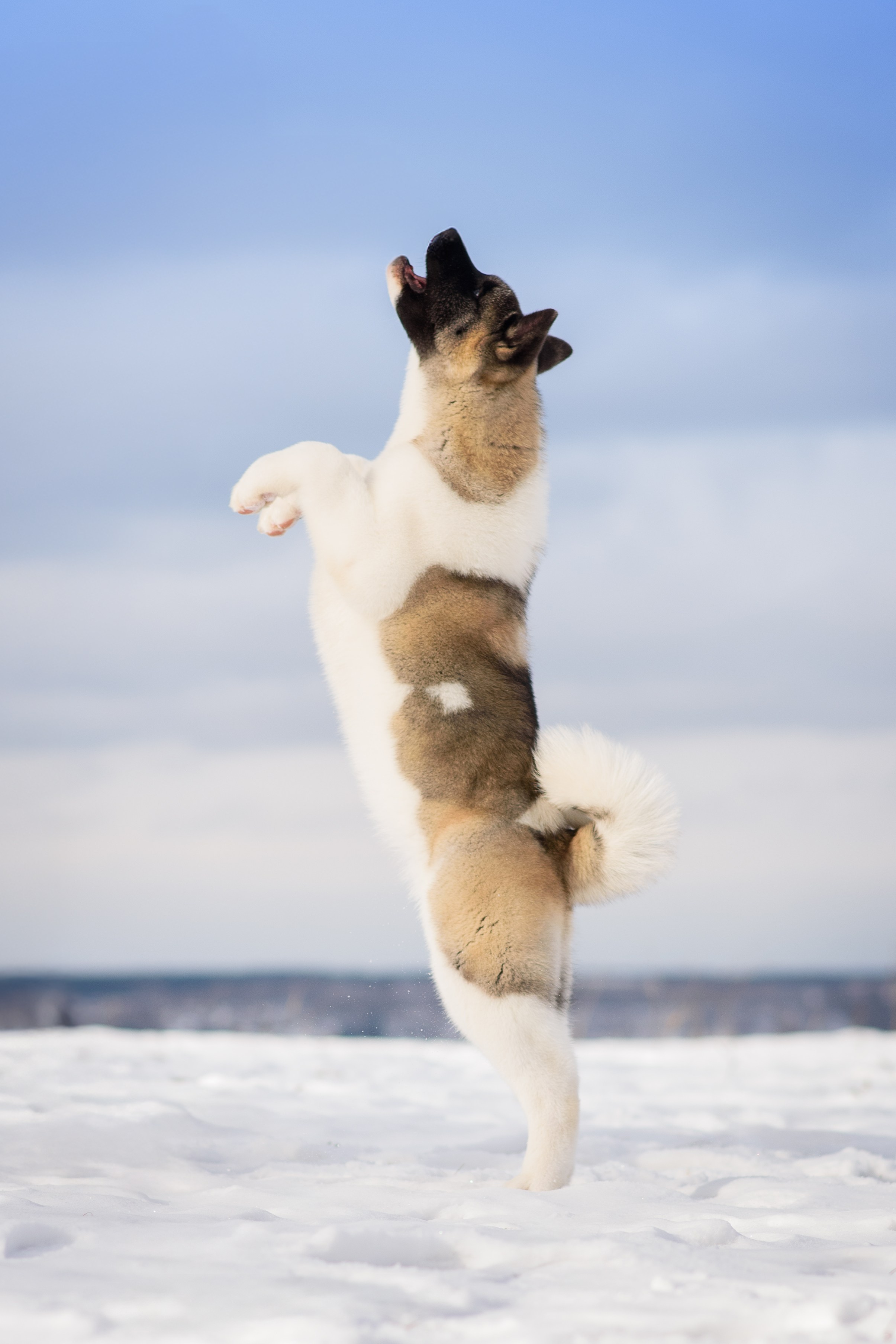 Эльза — 17.02.2025. Фотограф — Анималист | Анна Абрамова