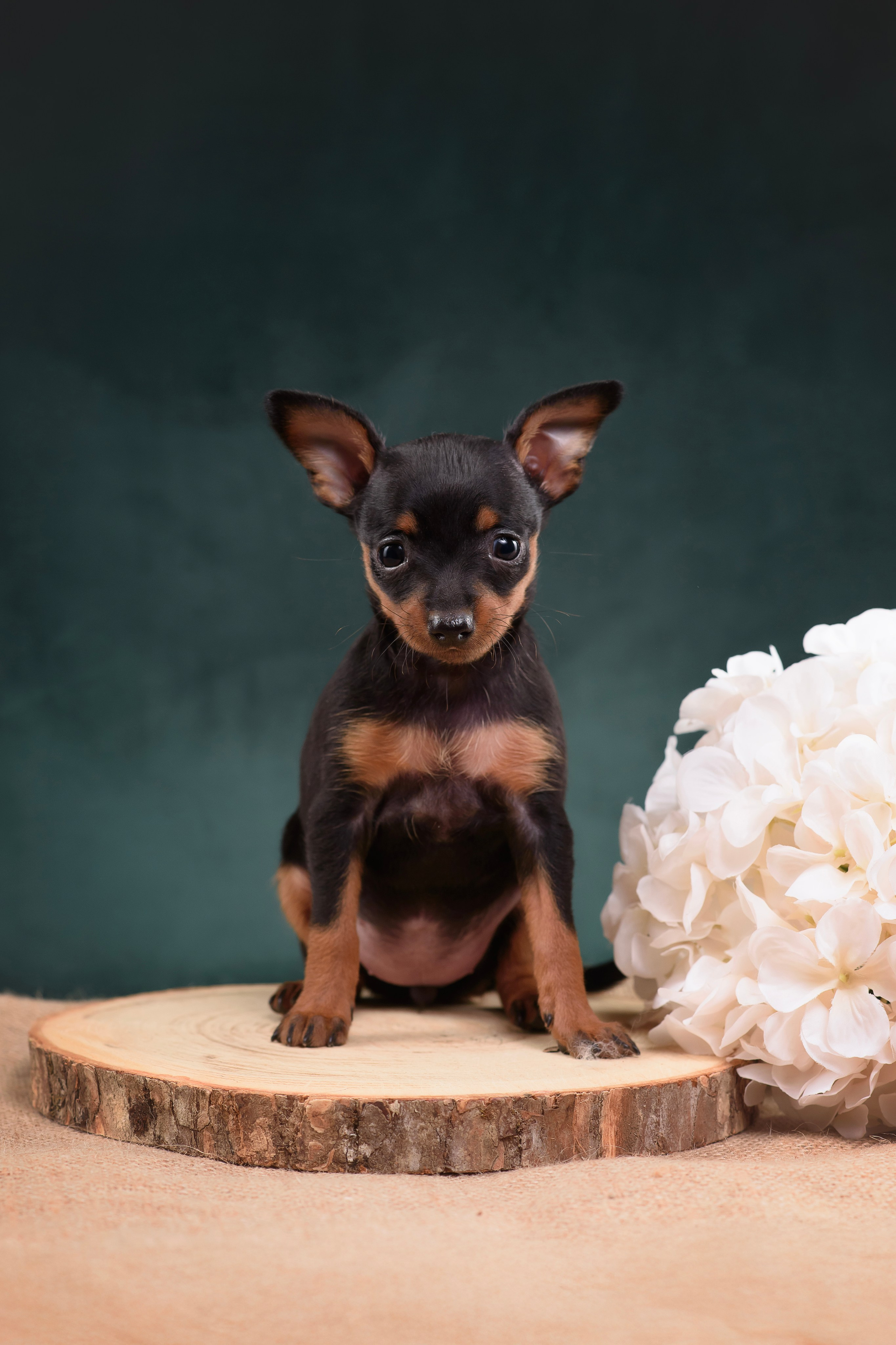 Щенки Пражского крысарика — 19.10.2025. Фотограф — Анималист | Анна Абрамова