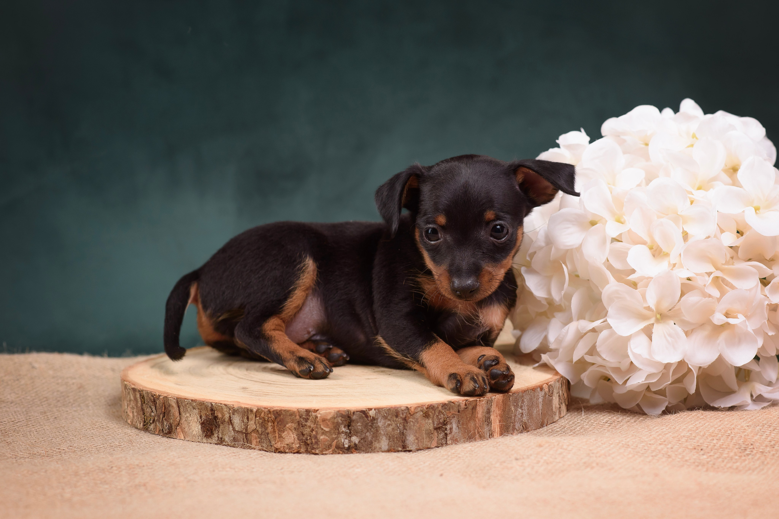 Щенки Пражского крысарика — 19.10.2025. Фотограф — Анималист | Анна Абрамова