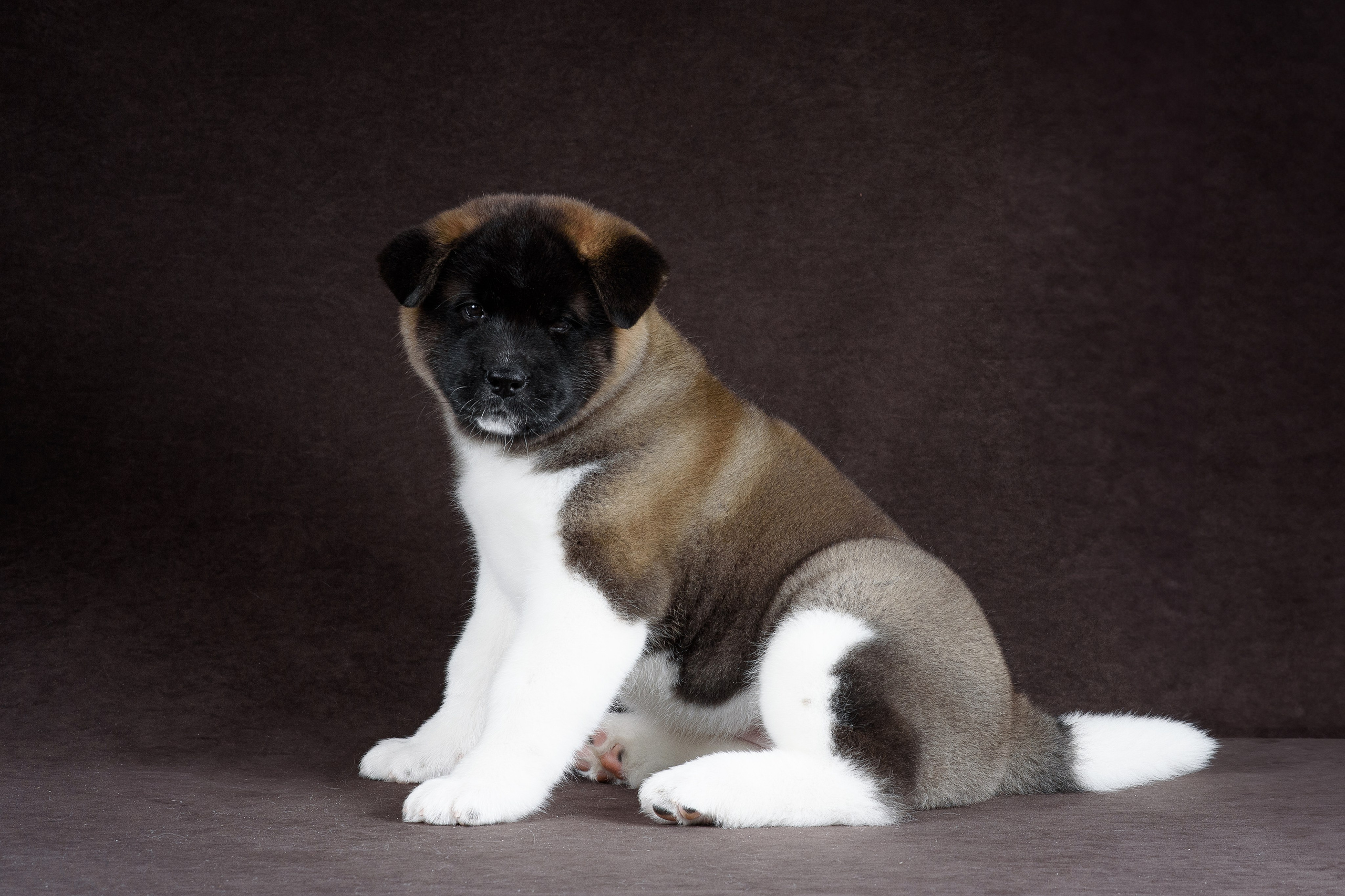 Щенки Американской Акиты (GRAND AMAK) Цезарь и Ника — 15.03.2024. Фотограф — Анималист | Анна Абрамова