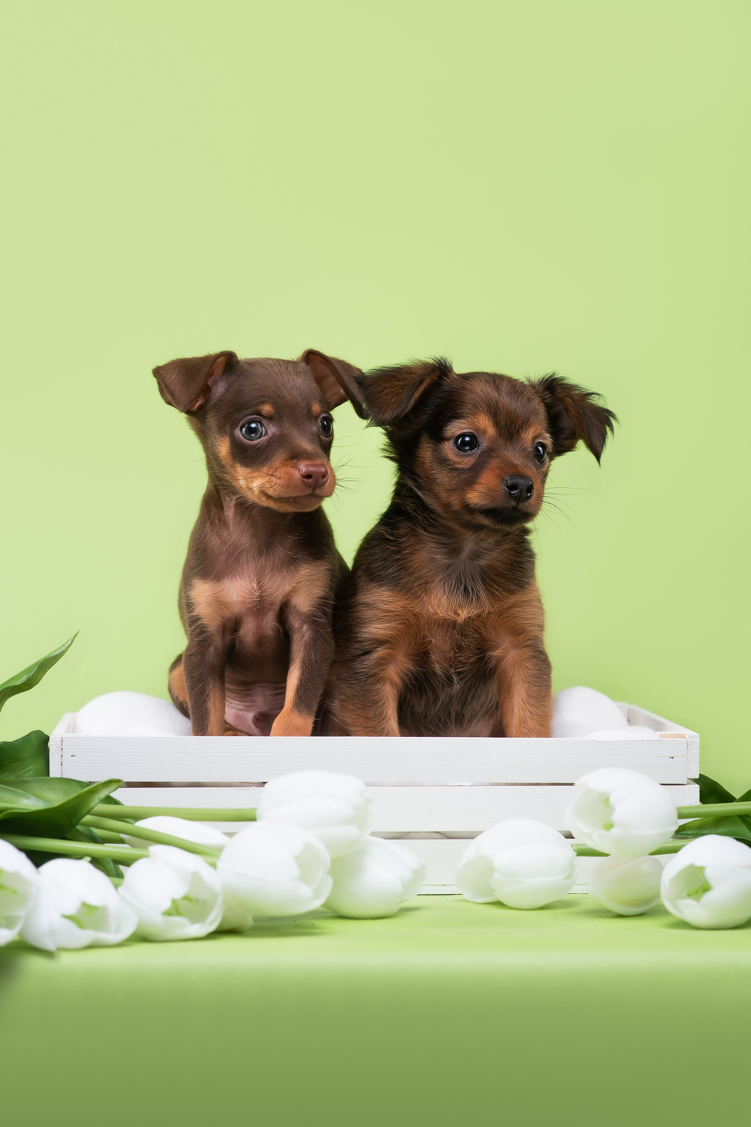 Пражские крысарики — 02.04.2025. Фотограф — Анималист | Анна Абрамова