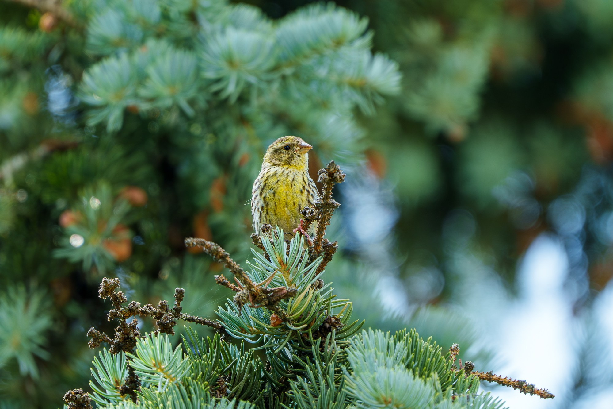 Удивительные мир птиц. Вокруг нас столько прекрасного — присмотритесь!. Ваш личный фотограф Марина Волкова