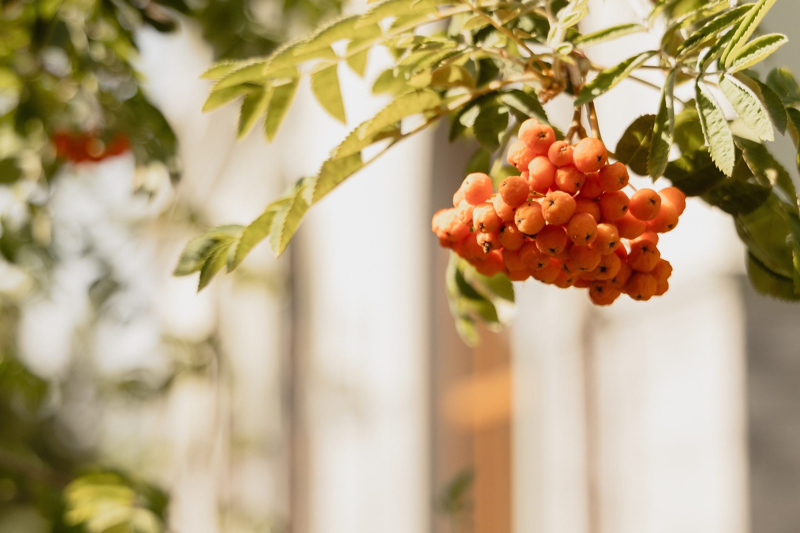 Denis & Kseniа. Свадебный организатор в Ростове-на-Дону Яснов Роман