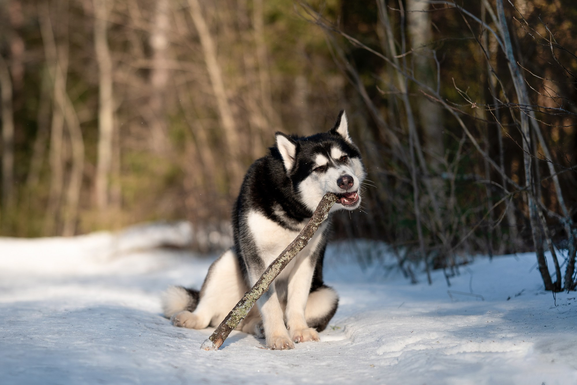 Прогулка в лесу. Творческий фотограф Вологда