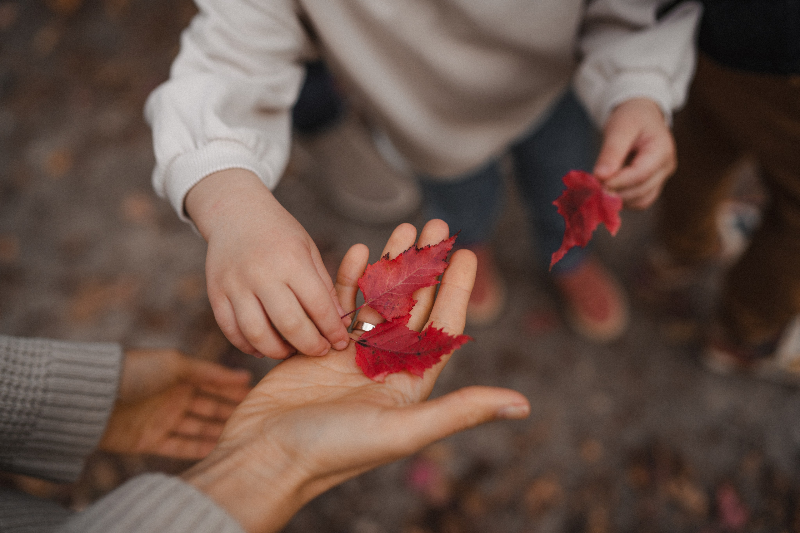 Дерево-брокколи. Фотограф Анна Кобазева, Москва