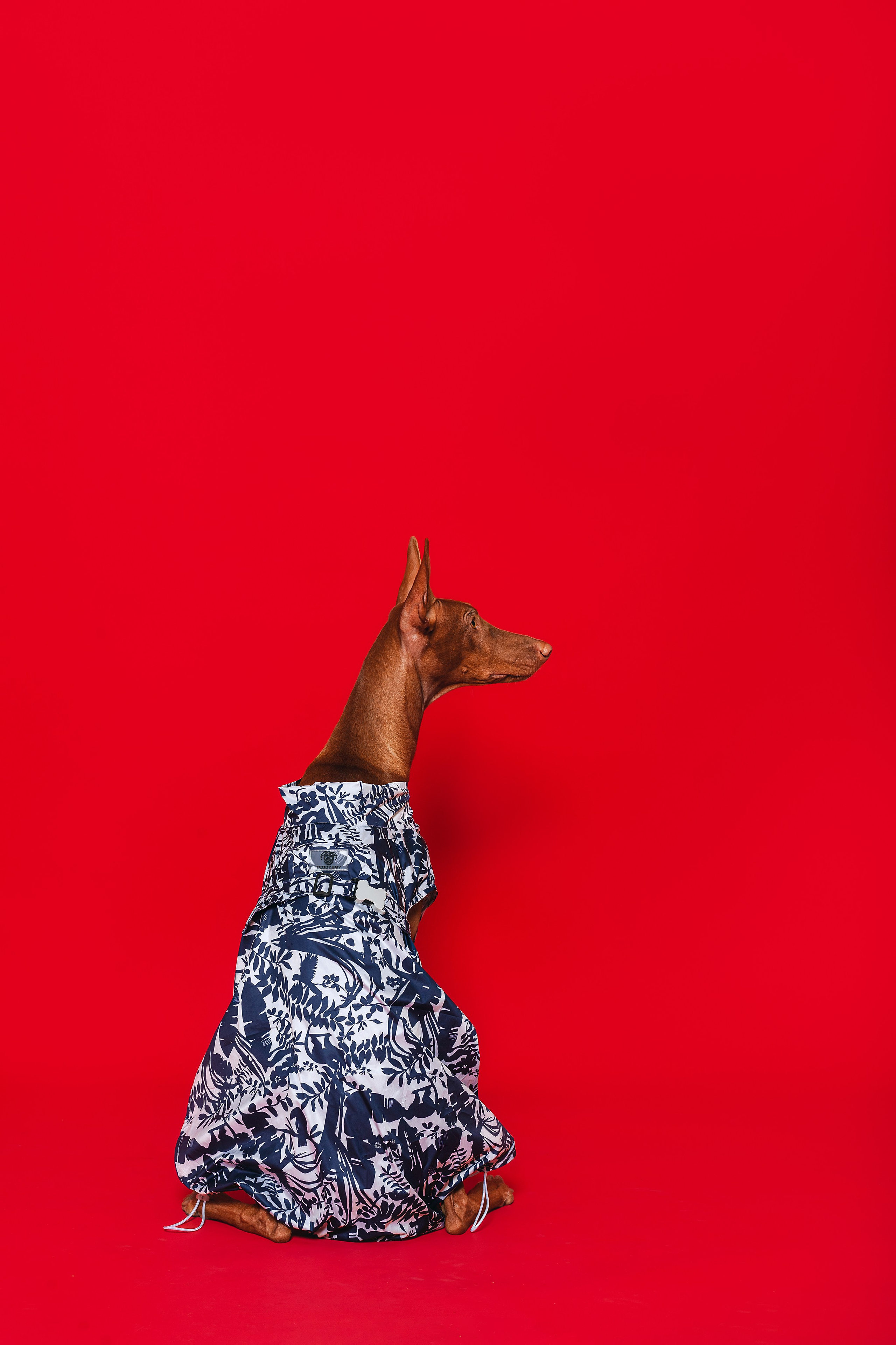 Съемка для бренда TEDDYBOY. Фотограф-анималист Татьяна Степанова