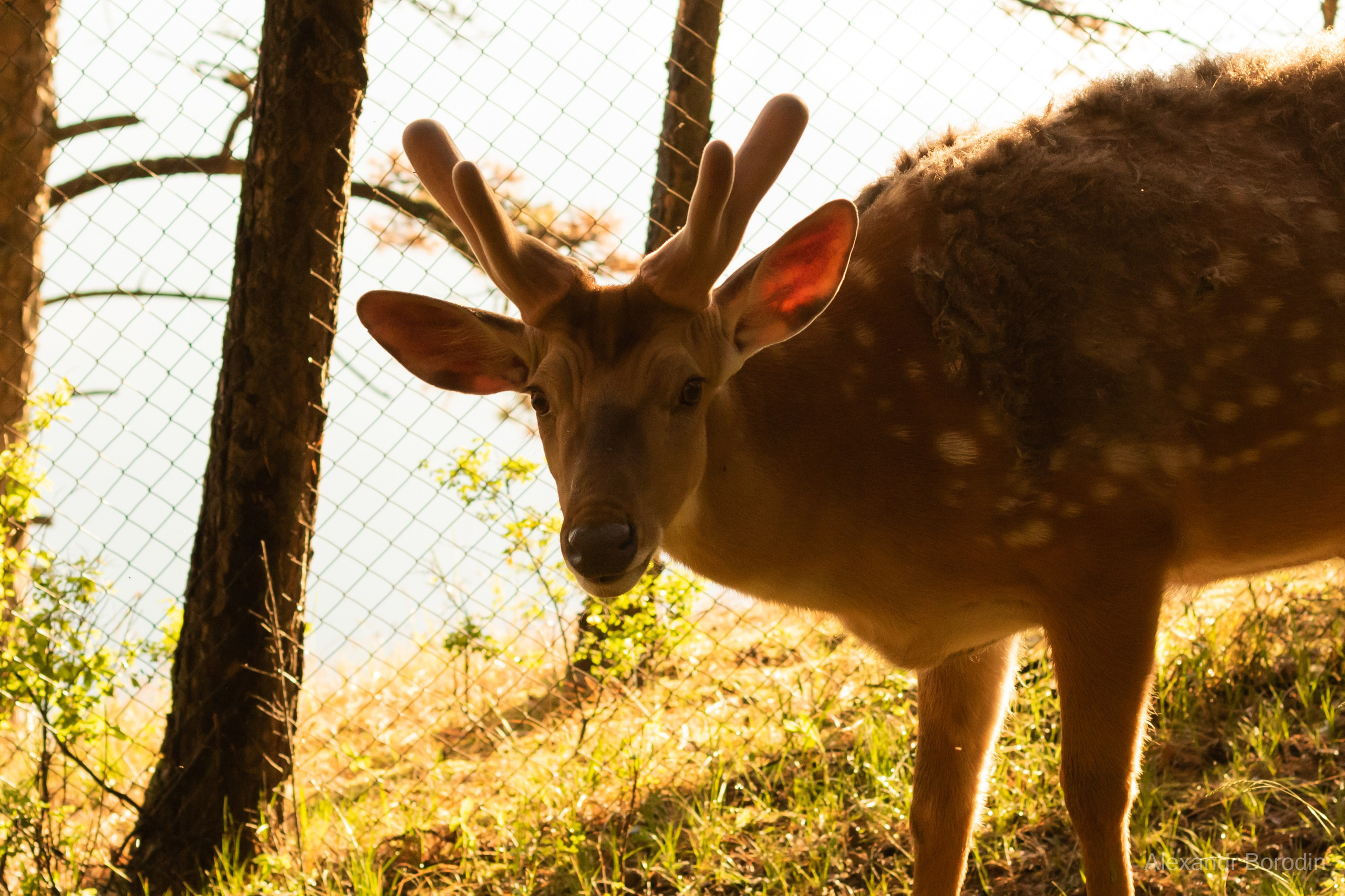 Анимализм. Профессиональный фотограф Александр Бородин