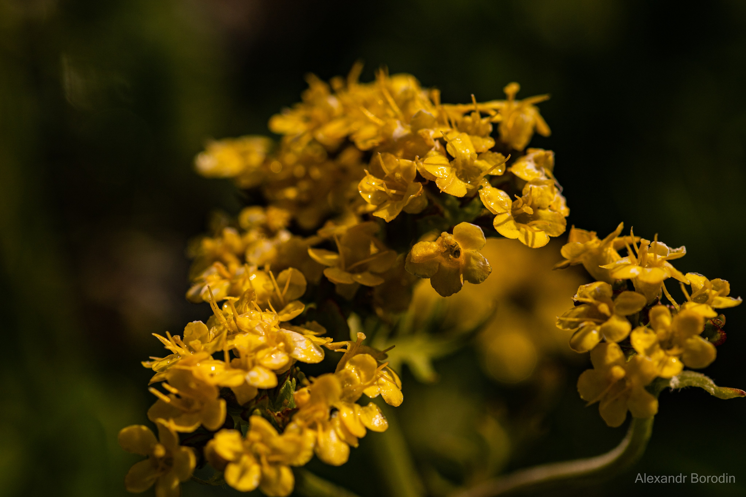 Макро. Профессиональный фотограф Александр Бородин