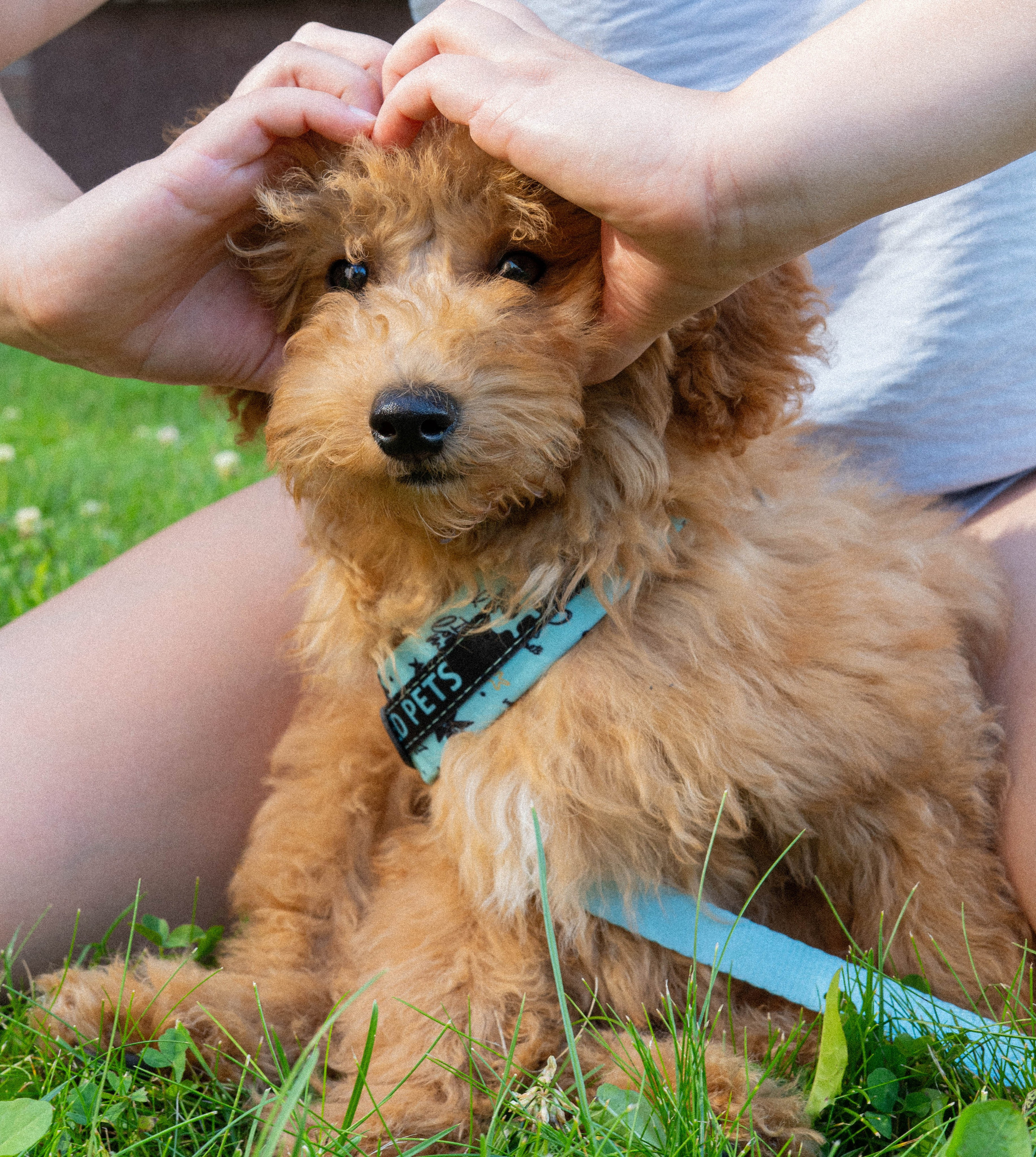 Прогулочная фотосессия Новосибирск Краснообск Love-story  фотосессия Новосибирск Краснообск