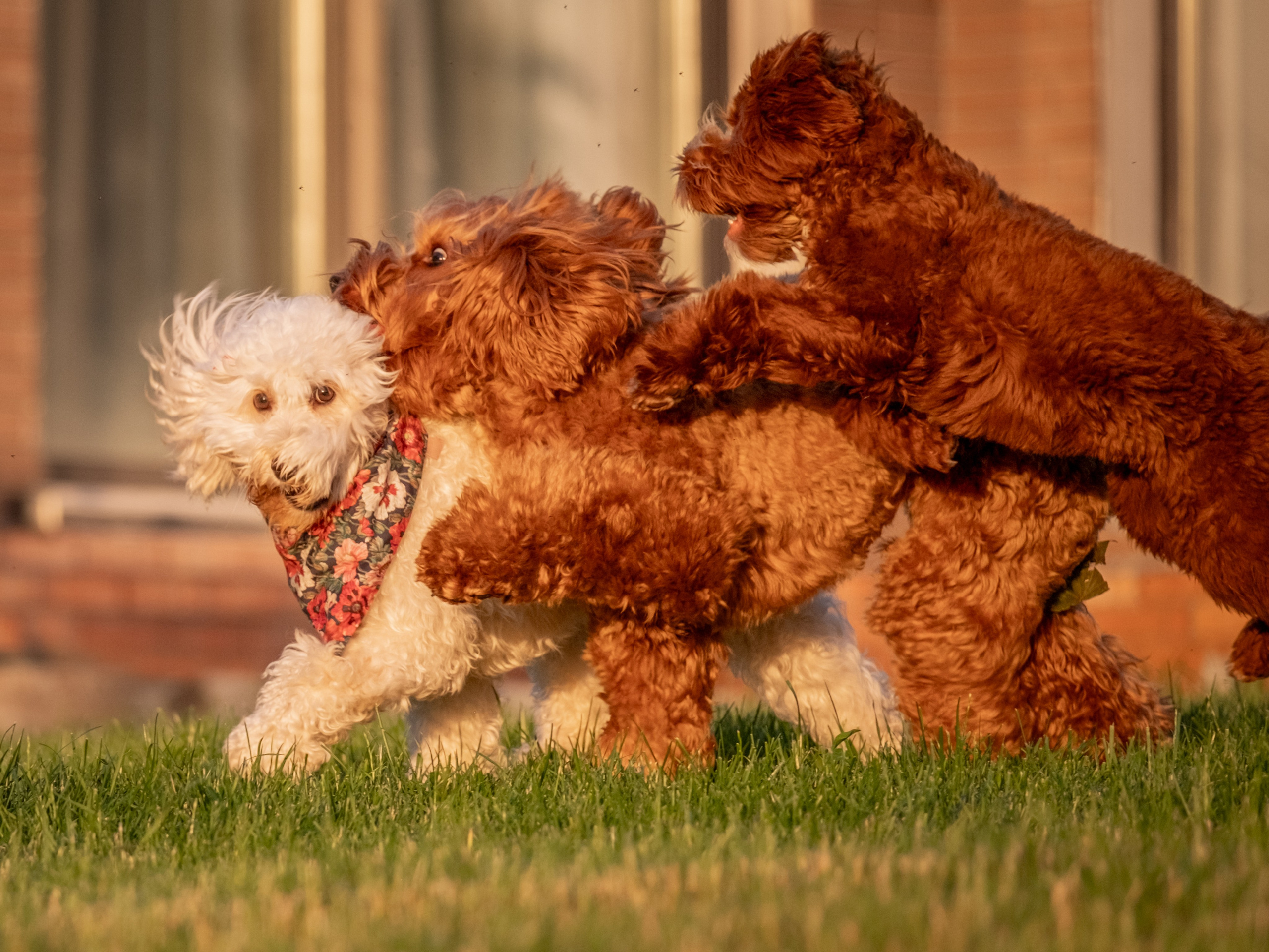 Неповторимые лабрадудли для Елены). Зоофотограф, фотограф животных в Москве и области Дина Дамоцева