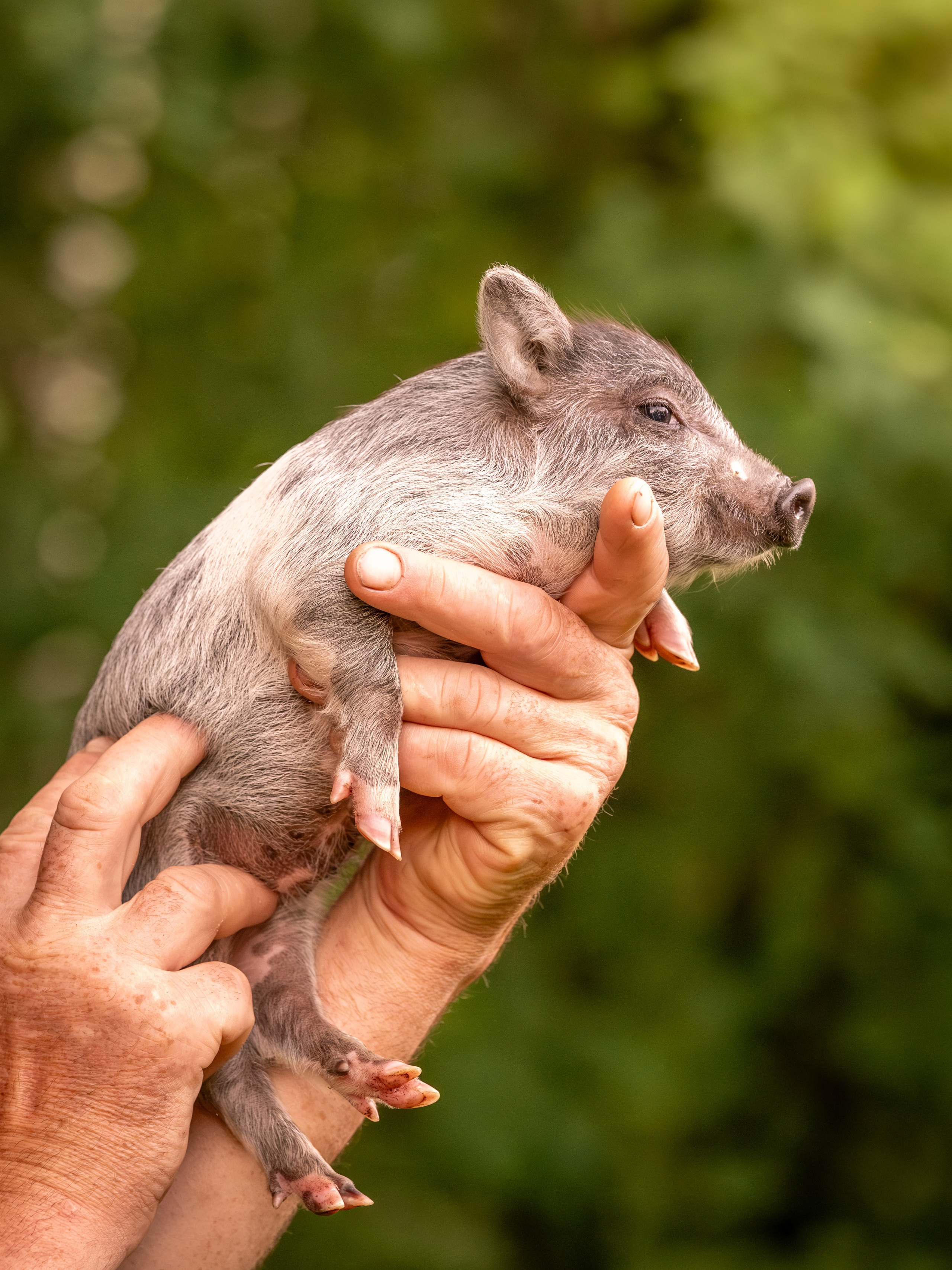 Минипиги для Марины. Зоофотограф, фотограф животных в Москве и области Дина Дамоцева