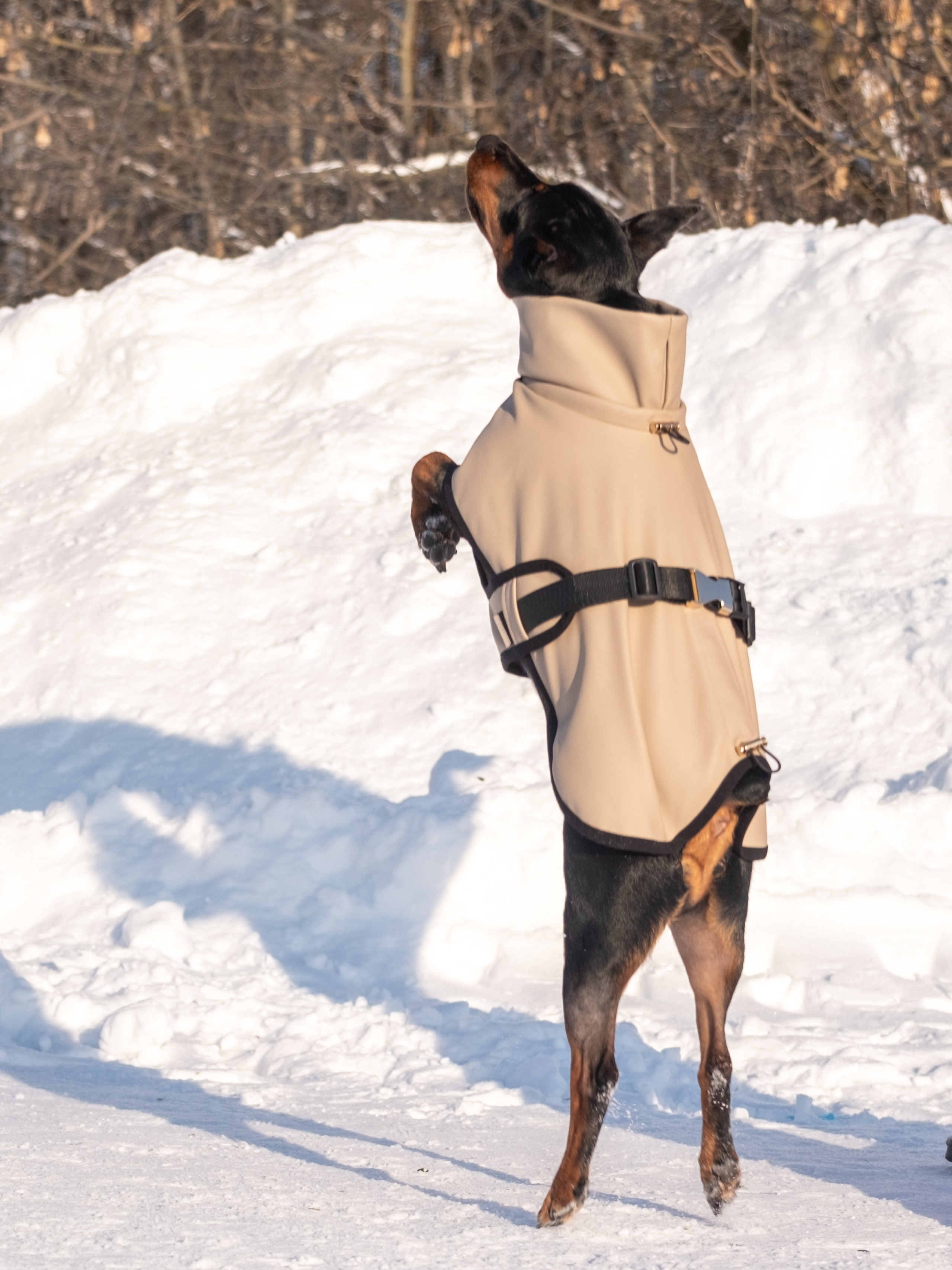 Одежда для собак. Заказчик — Екатерина!. Зоофотограф, фотограф животных в Москве и области Дина Дамоцева