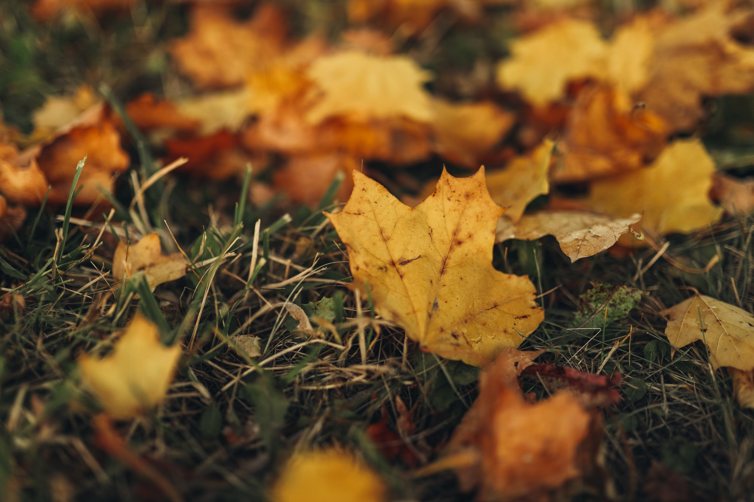 ОЛЬГА. Фотограф Лебедева Наталья