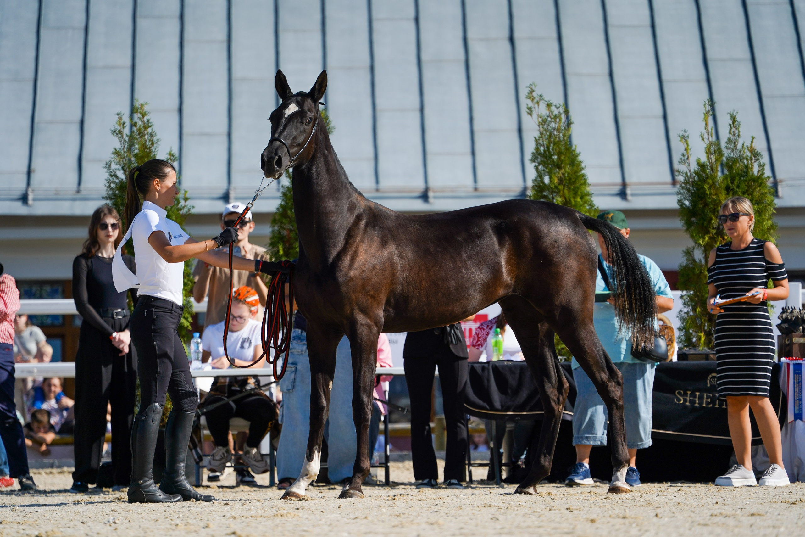 Чемпионат лошадей чистокровной ахалтекинской породы «КУБОК РОССИИ — 2024». Фотограф-анималист, портретный фотограф в Чебоксарах Мария Садыкова