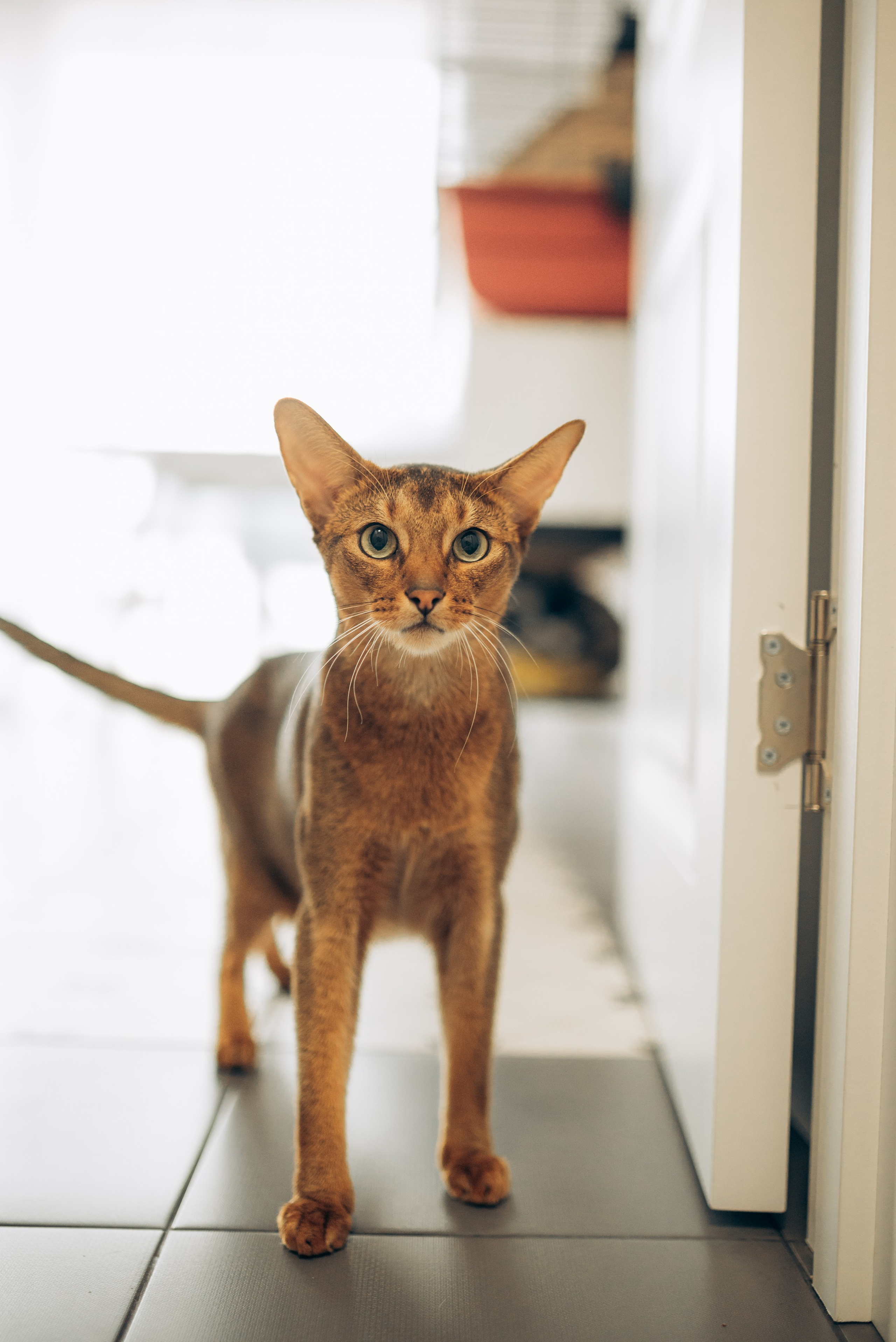 Аня и Денис. Семейный и детский фотограф в Щелково Алена Дробот