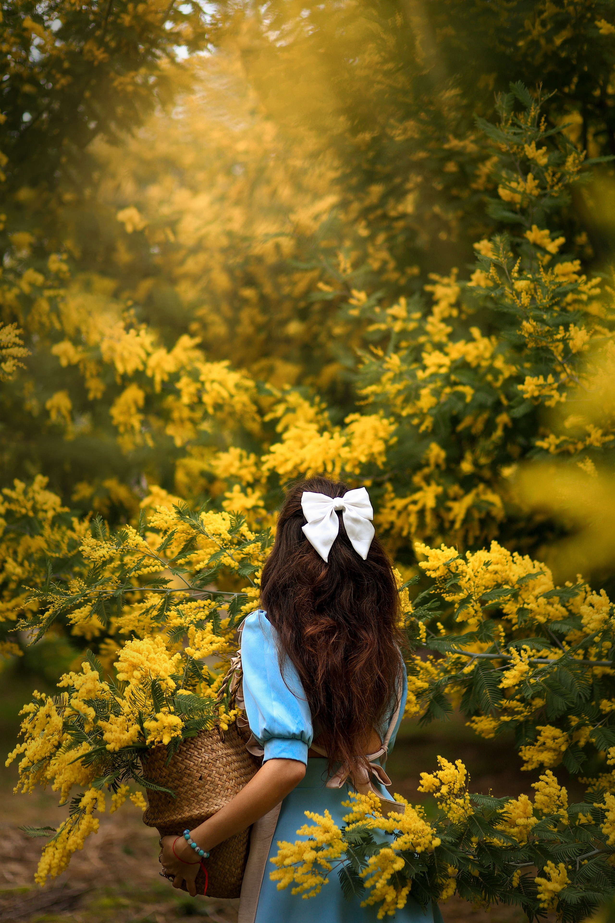 Мимоза. Фотограф в городе Сочи