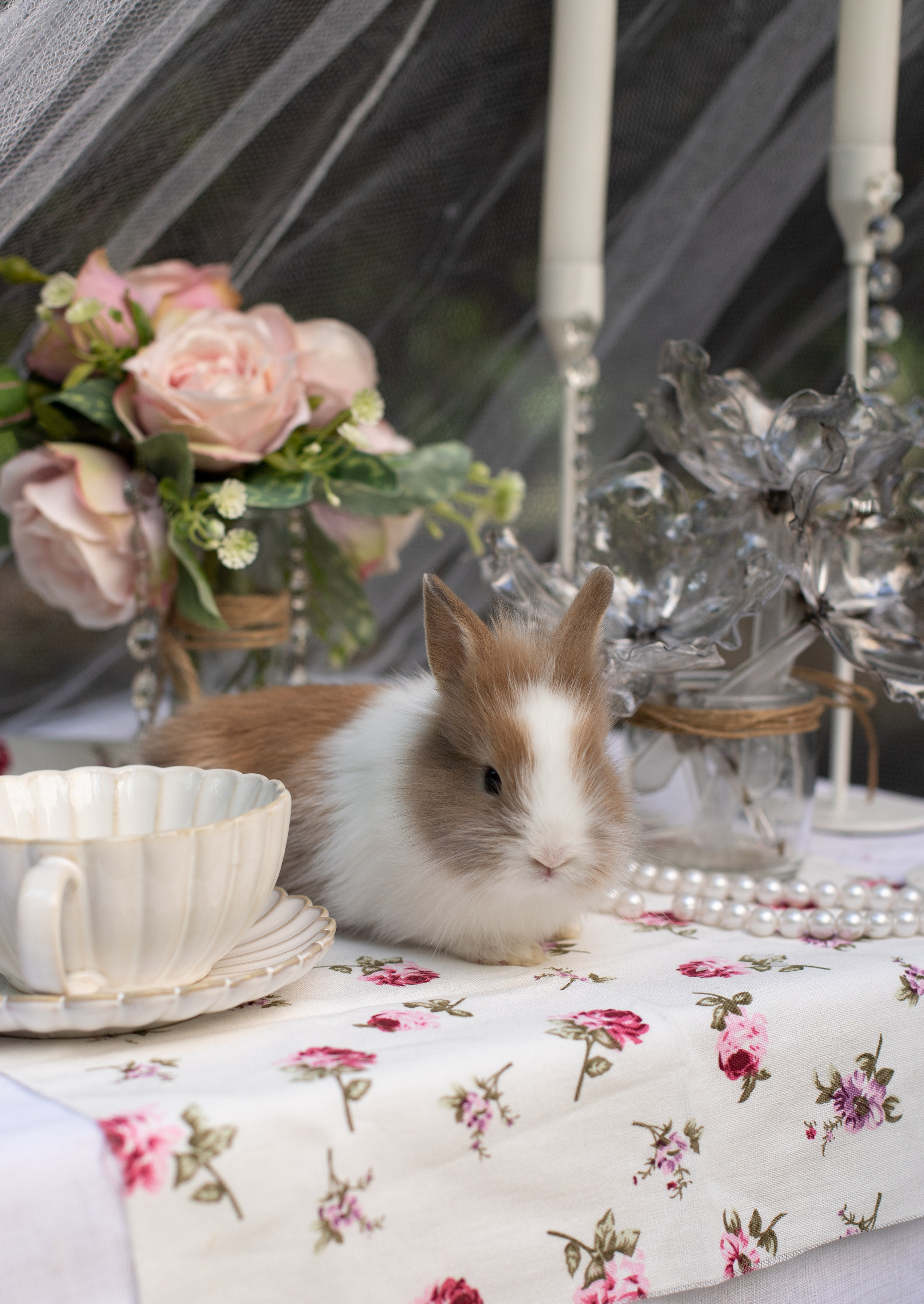 Алиса в стране чудес. Лучший фотограф Краснодара (по версии моей мамы)