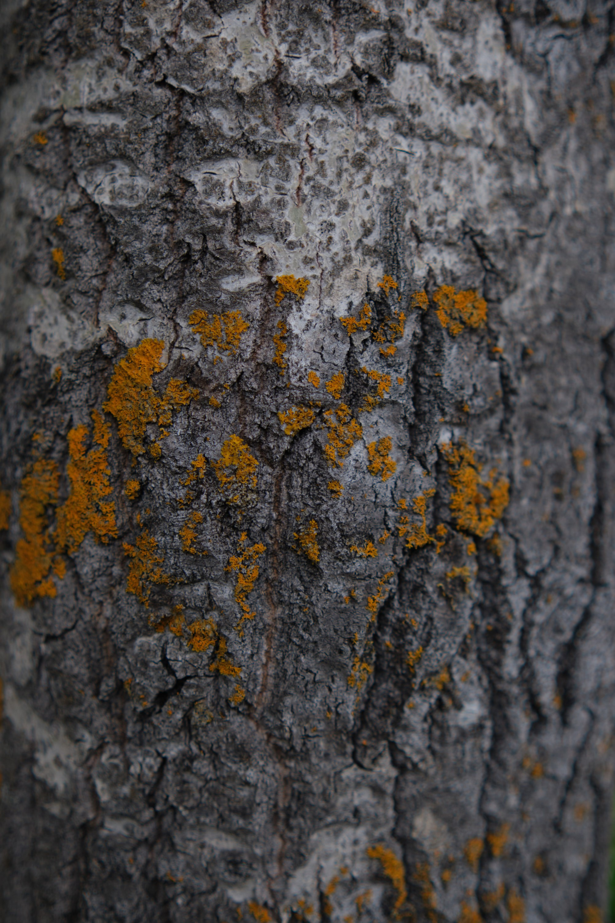 Русский север: путешествие по Карелии, Архангельской и Вологодской областям