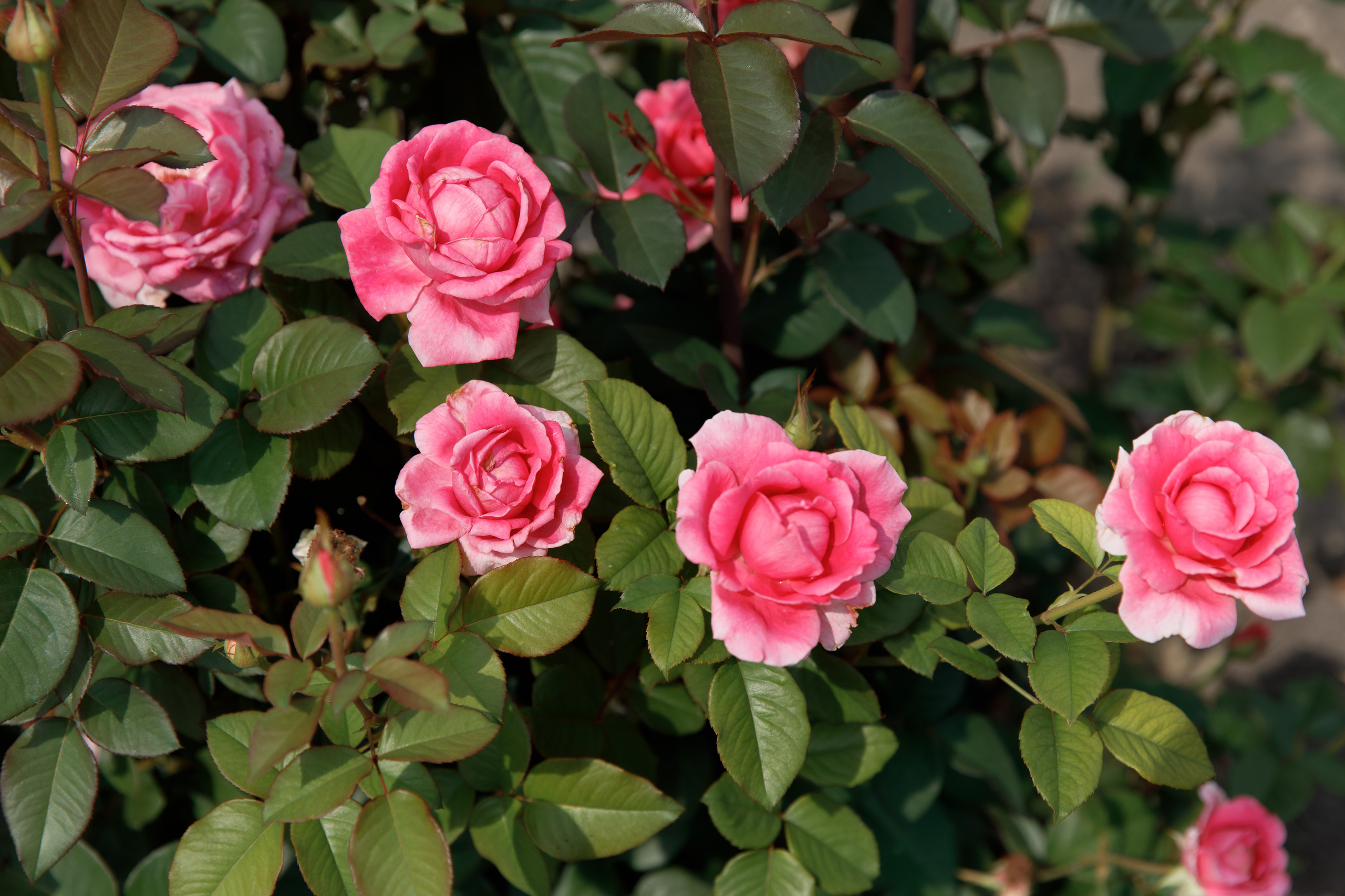 Эмиль и Регина Никах. Свадебный, семейный и школьный фотограф в Сызрани Максим Баталов
