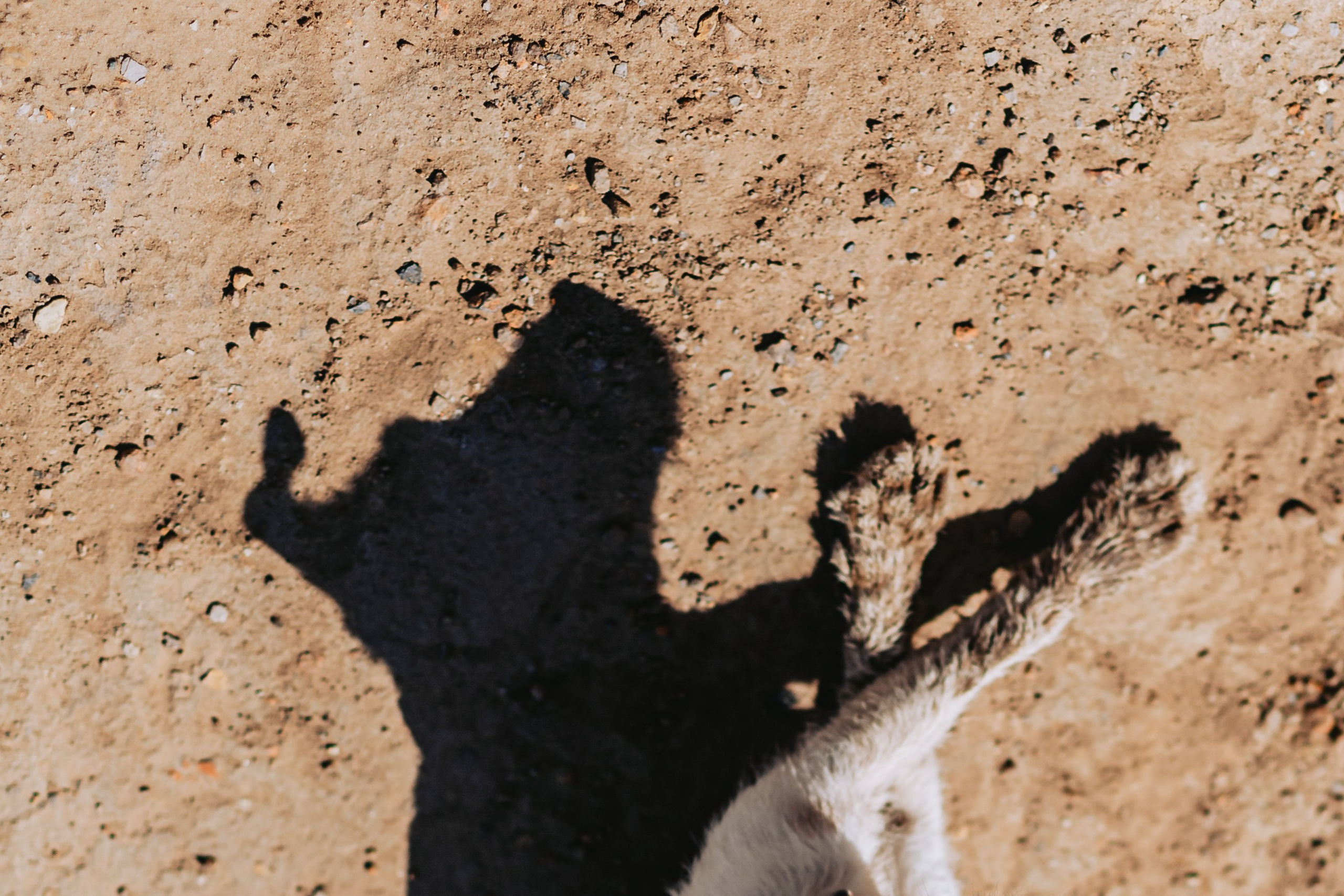 Кондуки. Фотограф-анималист Татьяна Степанова