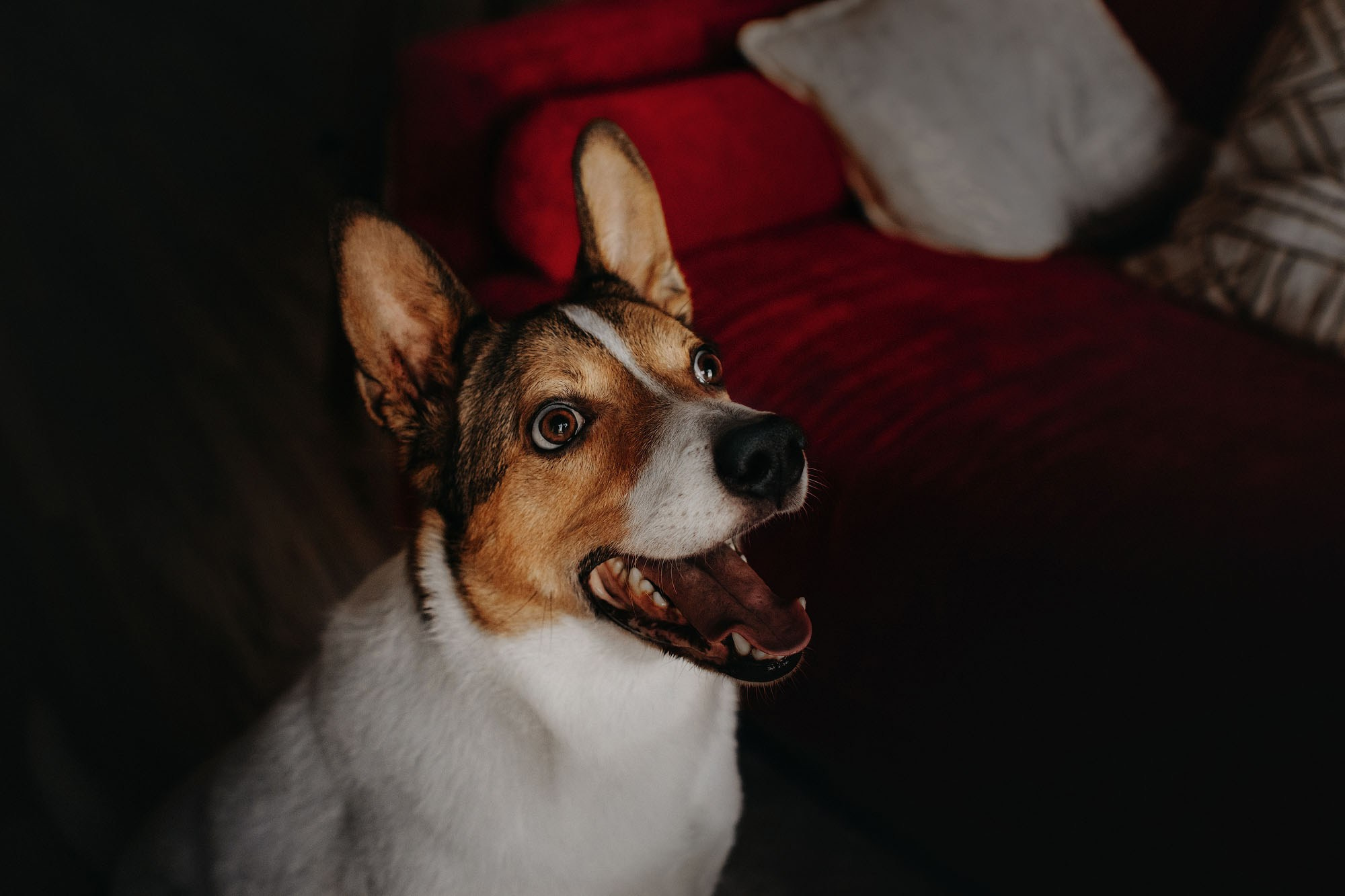 Наталья и Эпик. Фотограф Наталья Потапова