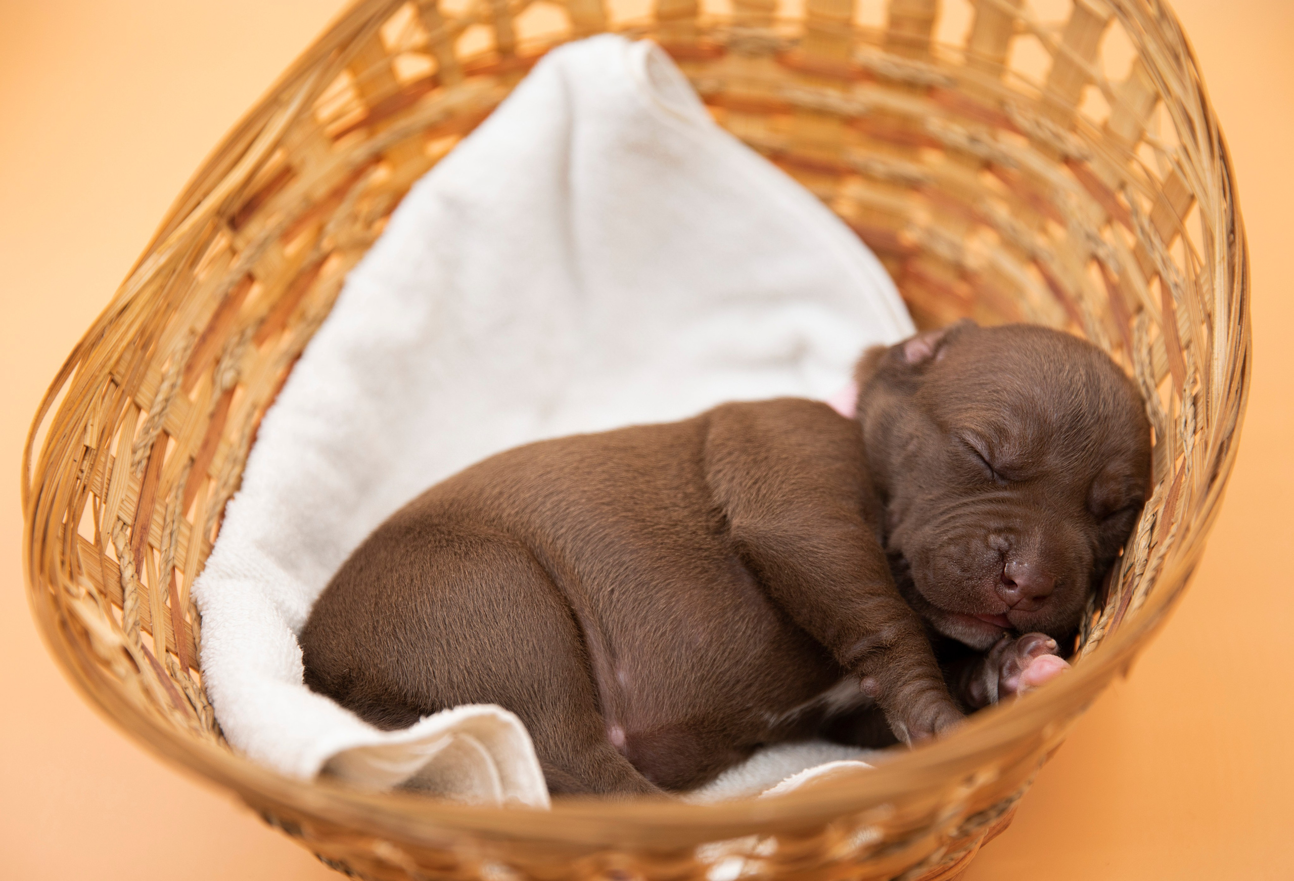 Фотосъёмки щенков. Фотограф-анималист Павлова Любовь