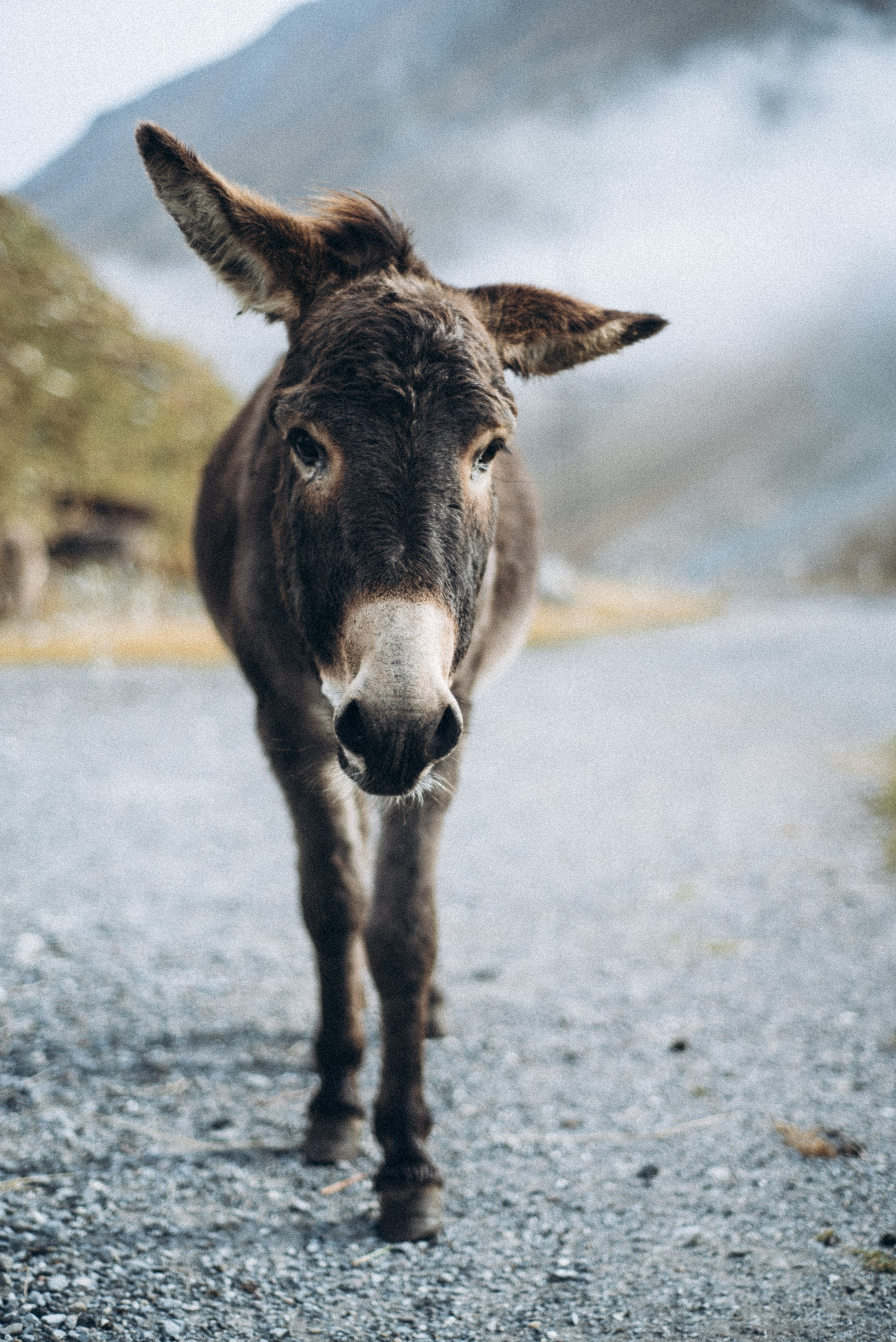 Казбеги, Грузия 🇬🇪 «PVD Club». Anita_photo